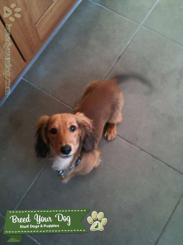 Stud Dog Miniture long haired red daschund Breed Your Dog
