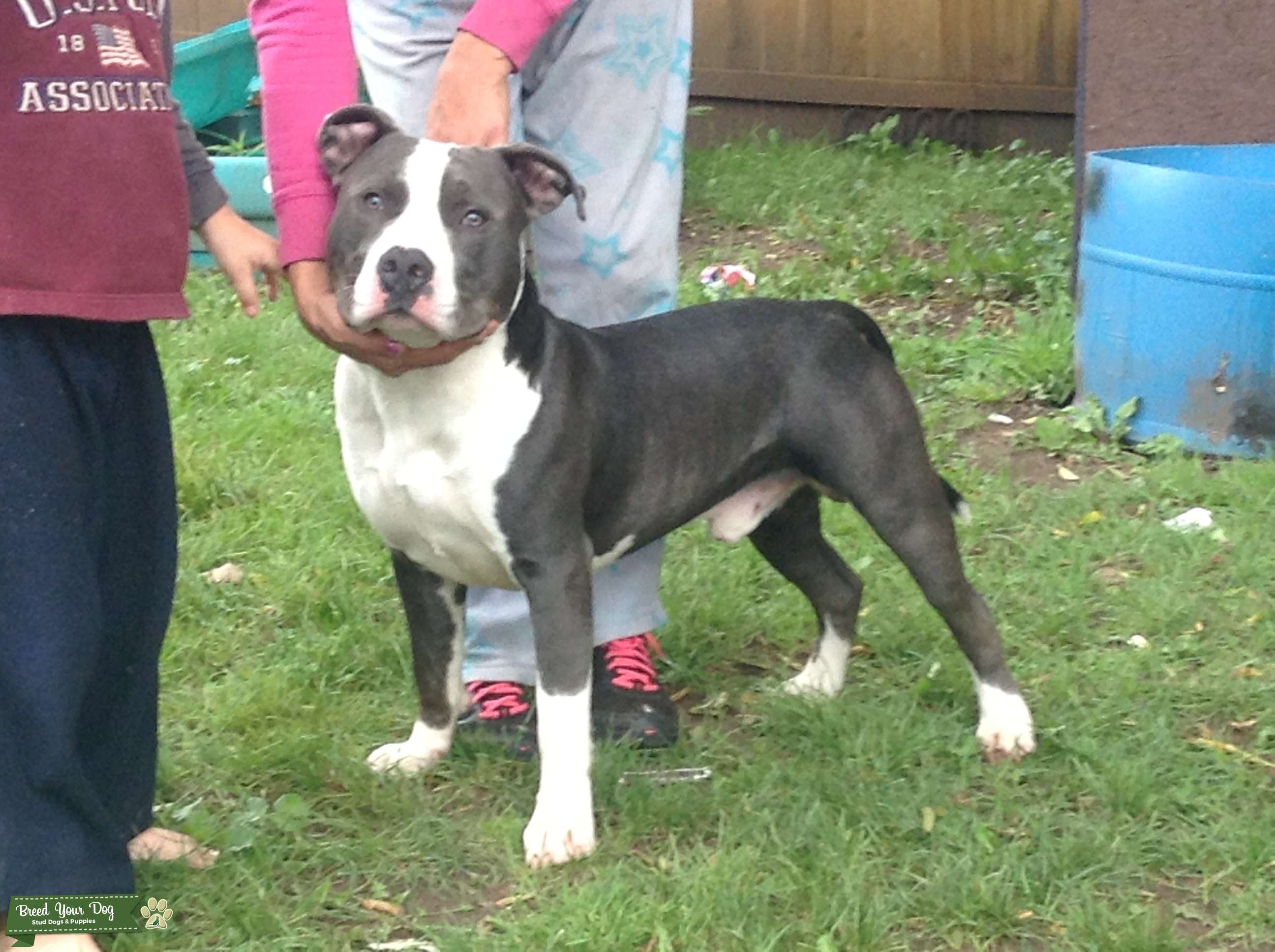 Stud Dog Gotti razors edge bully Breed Your Dog