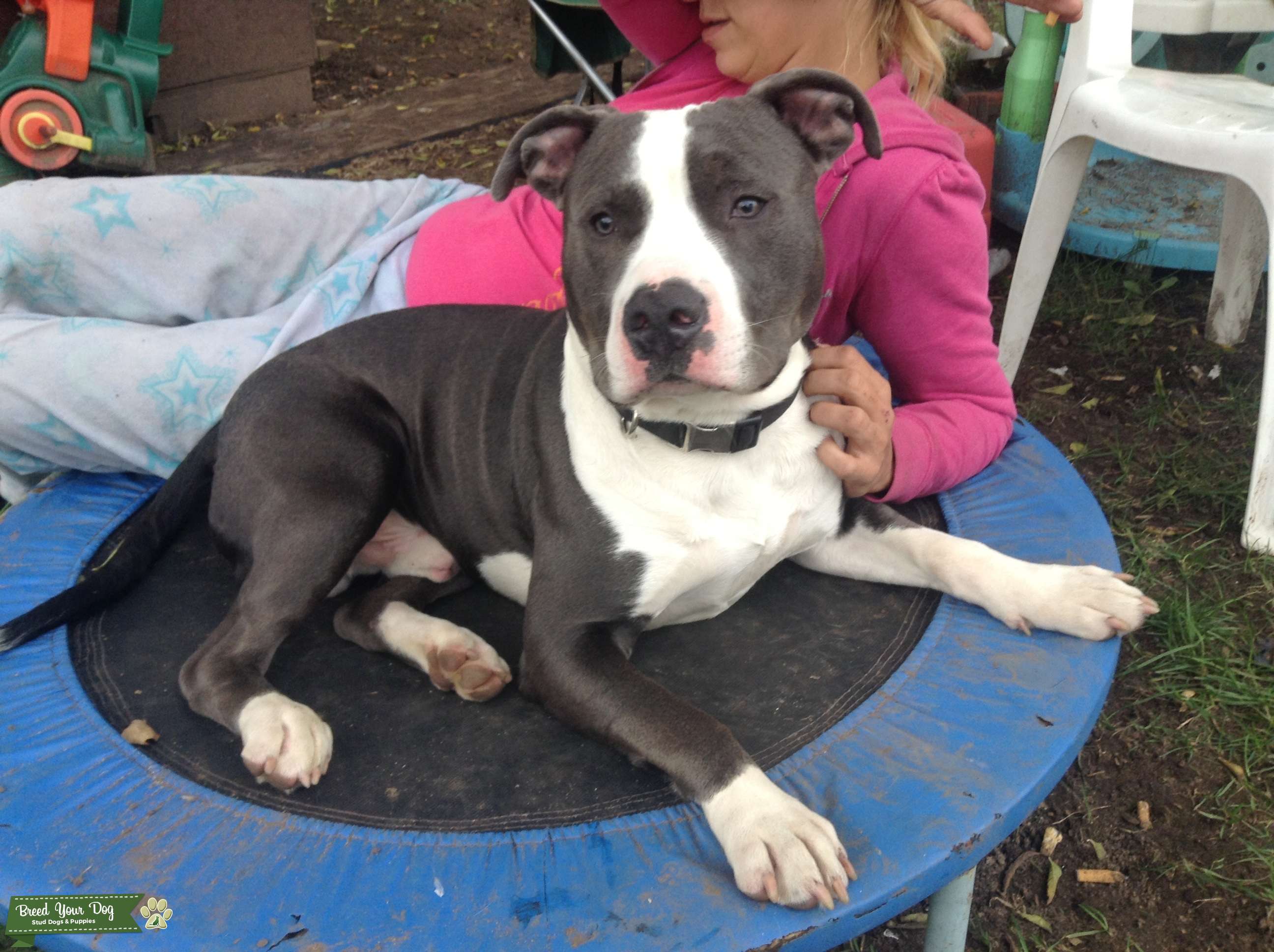 Stud Dog Gotti razors edge bully Breed Your Dog