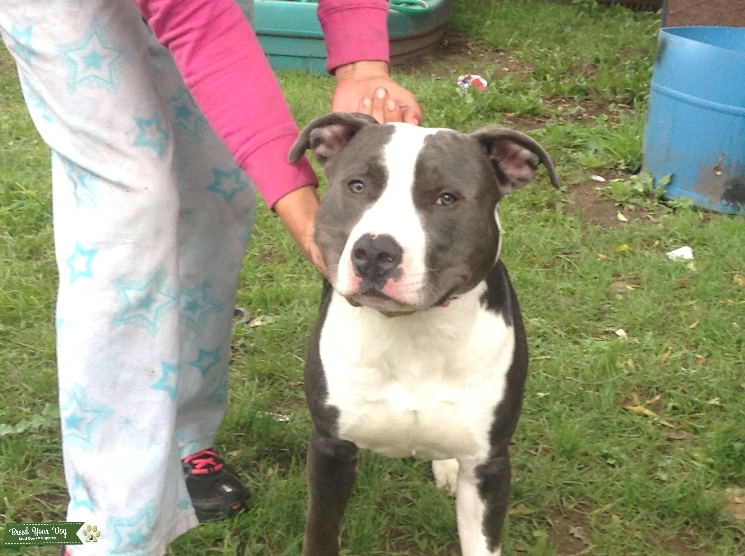 Stud Dog Gotti razors edge bully Breed Your Dog