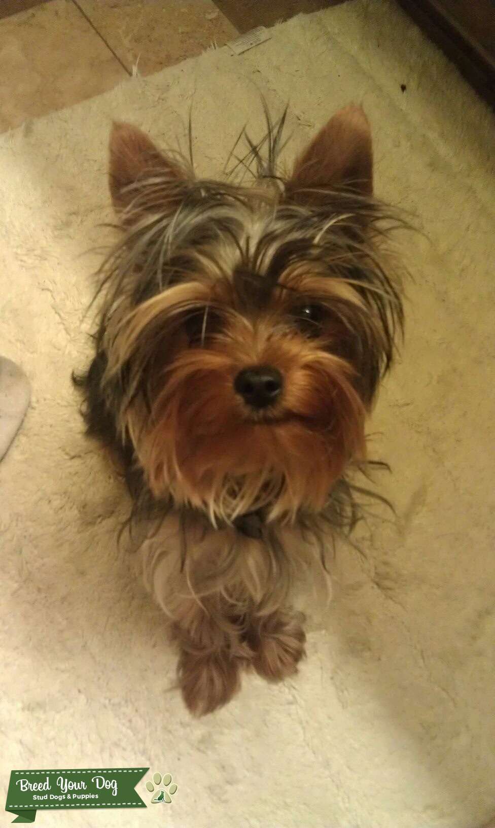 Stud Dog AKC Purebred Yorkie Stud Breed Your Dog