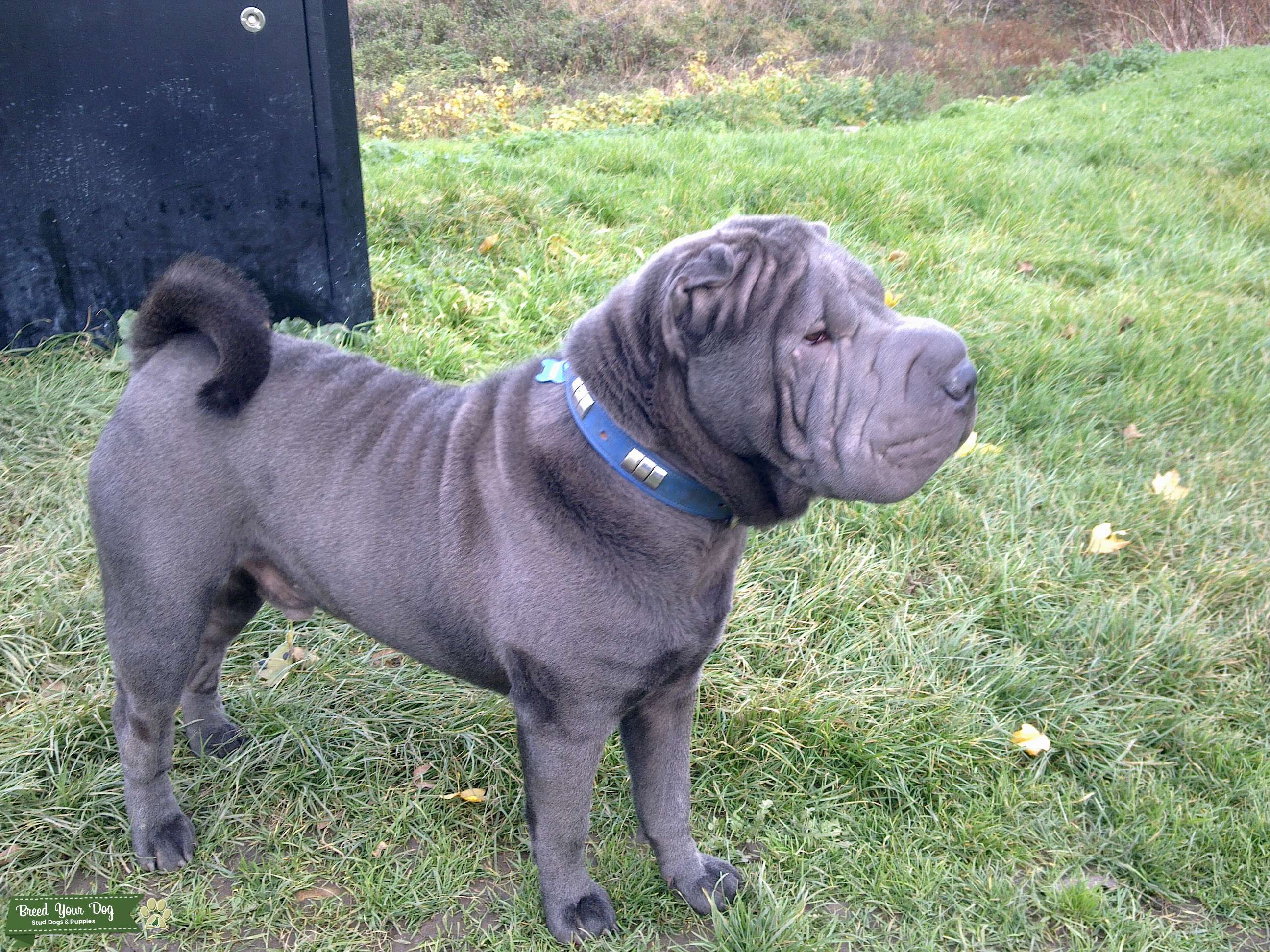 Stud Dog TRUE BLUE BRUSH COAT SHAR PEI FOR STUD Breed Your Dog