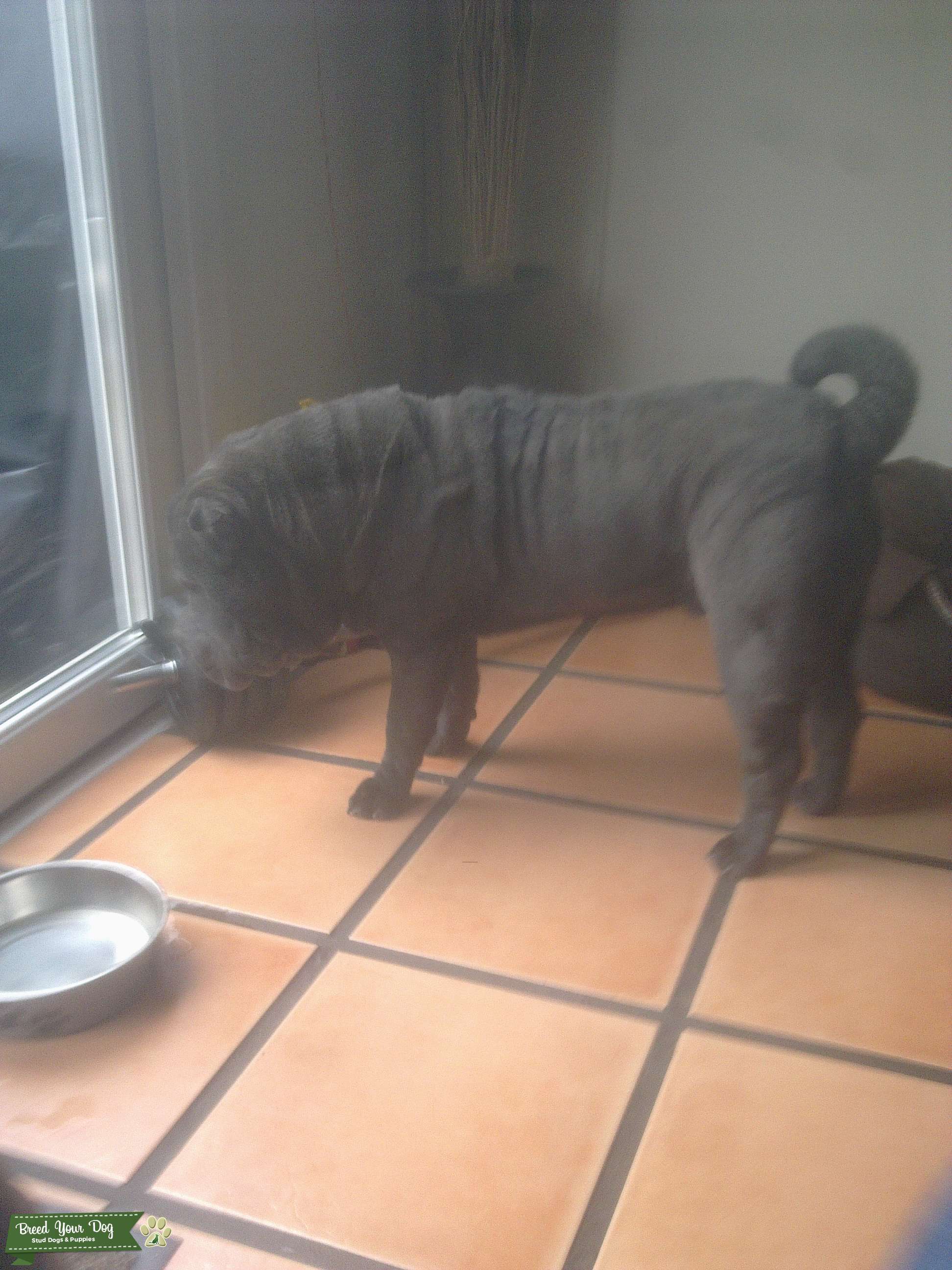 Stud Dog TRUE BLUE BRUSH COAT SHAR PEI FOR STUD Breed Your Dog