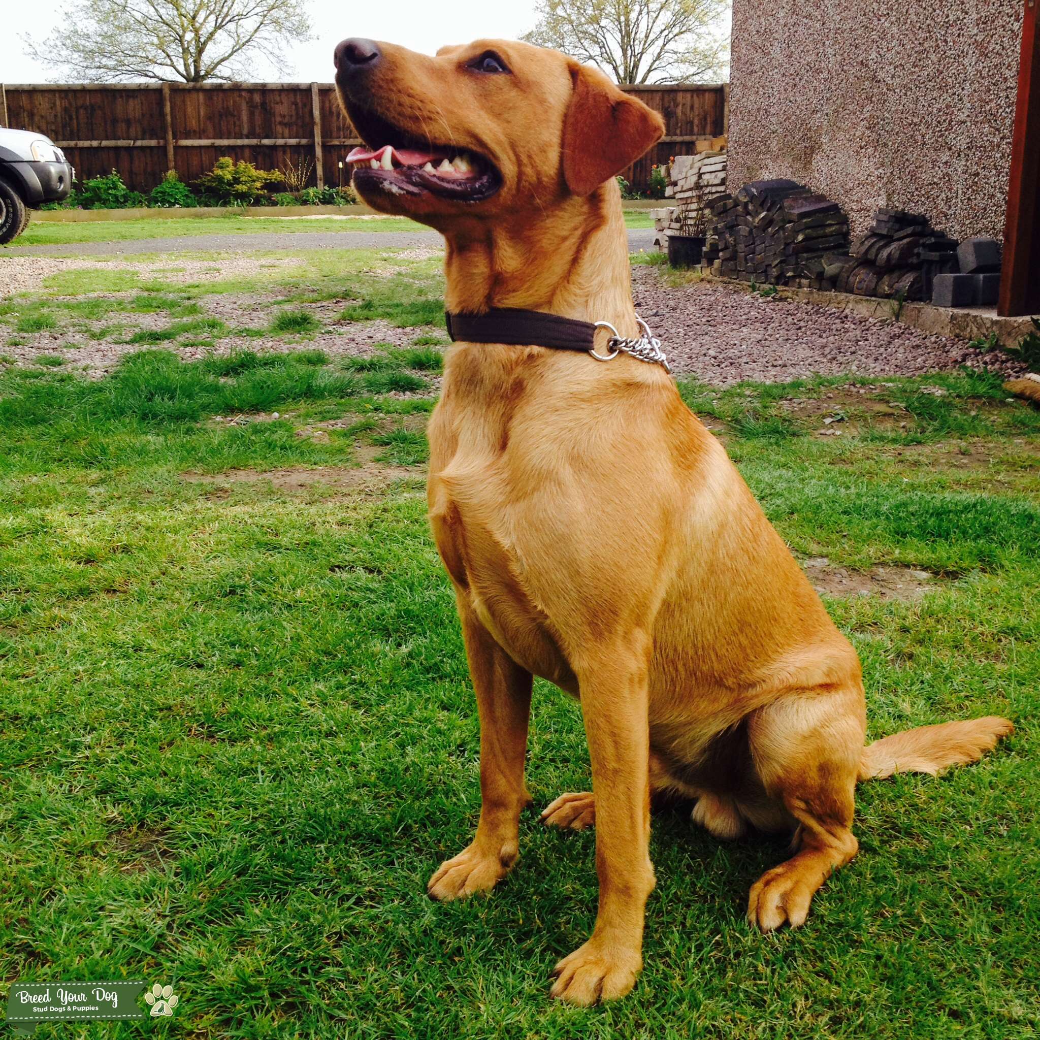 Good Names For A Boy Fox Red Labrador at matthewspendero blog