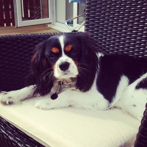 Stud Dog - king charles - Breed Your Dog