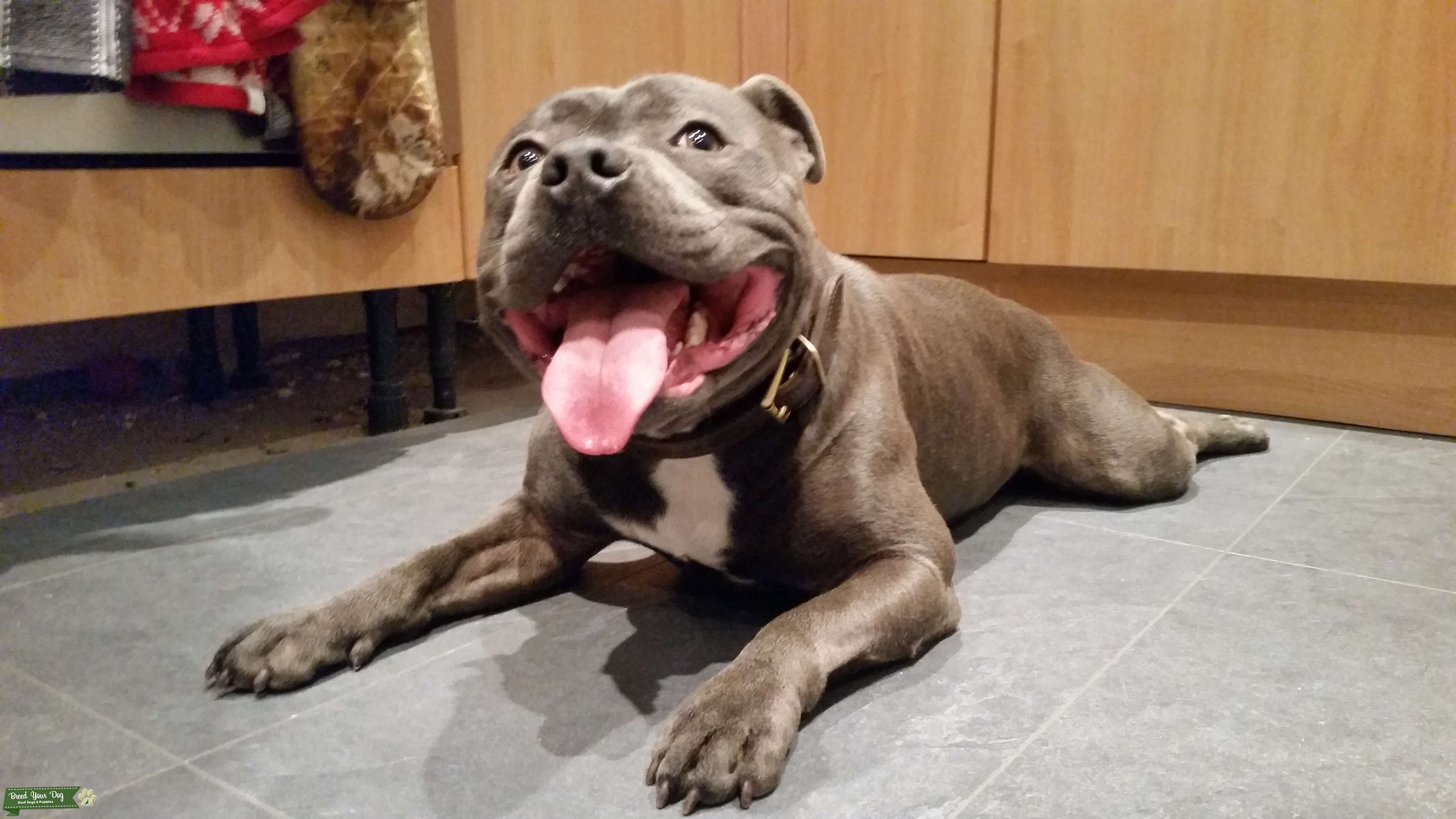 Stud Dog BLUE STAFFORDSHIRE BULL TERRIER