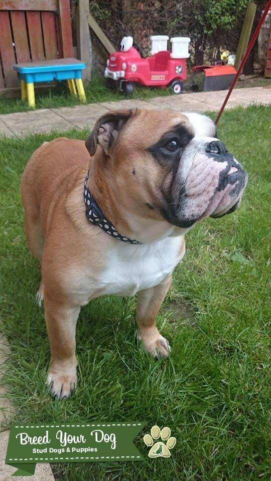 Stud Dog PROVEN MALE ZEUS Breed Your Dog