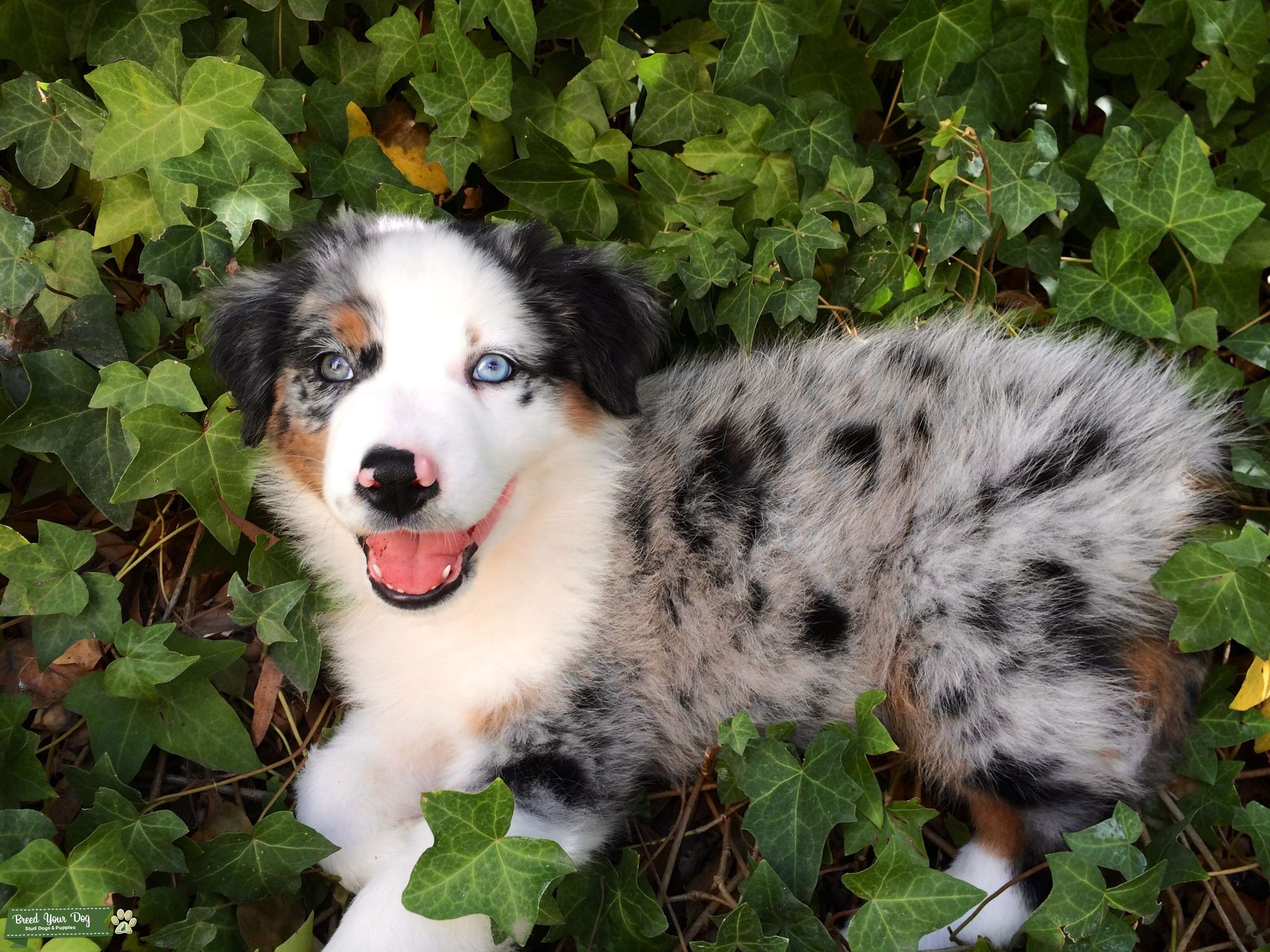 Stud Dog Australian Shepard Blue Merle Breed Your Dog