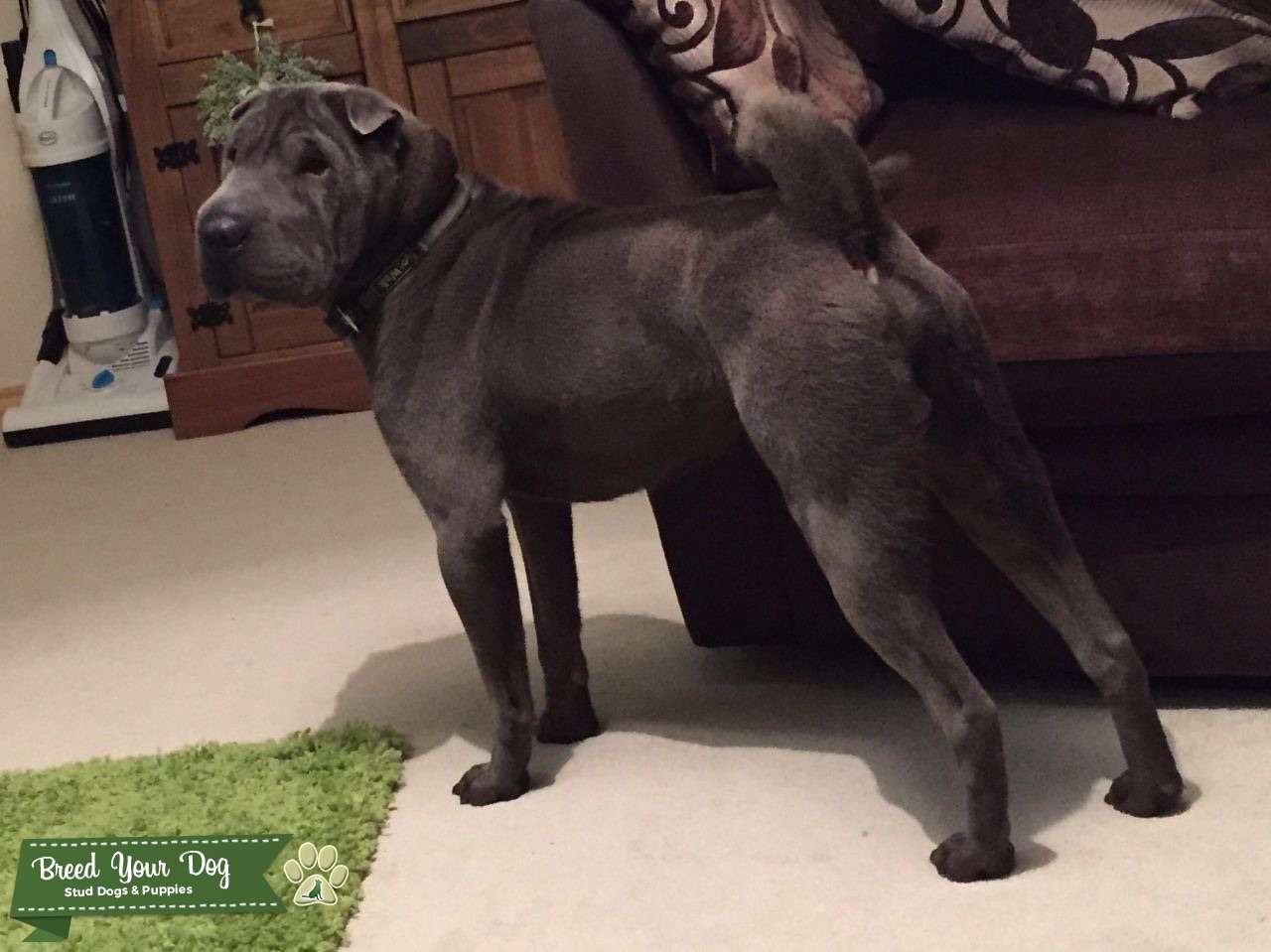 Stud Dog Shar pei blue brush coat Breed Your Dog