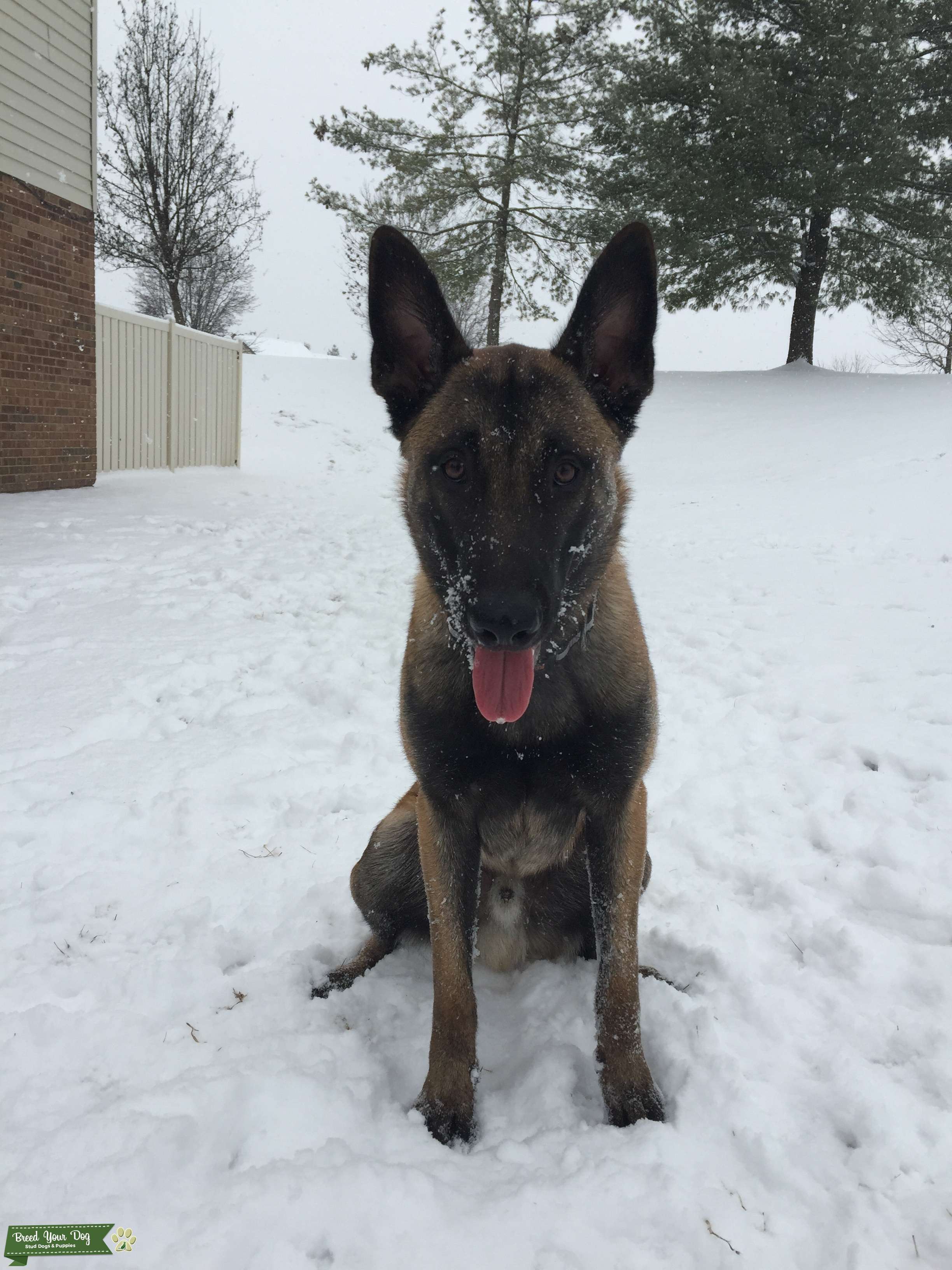 Stud Dog UKC Registered Beligian Malinois Male Breed Your Dog