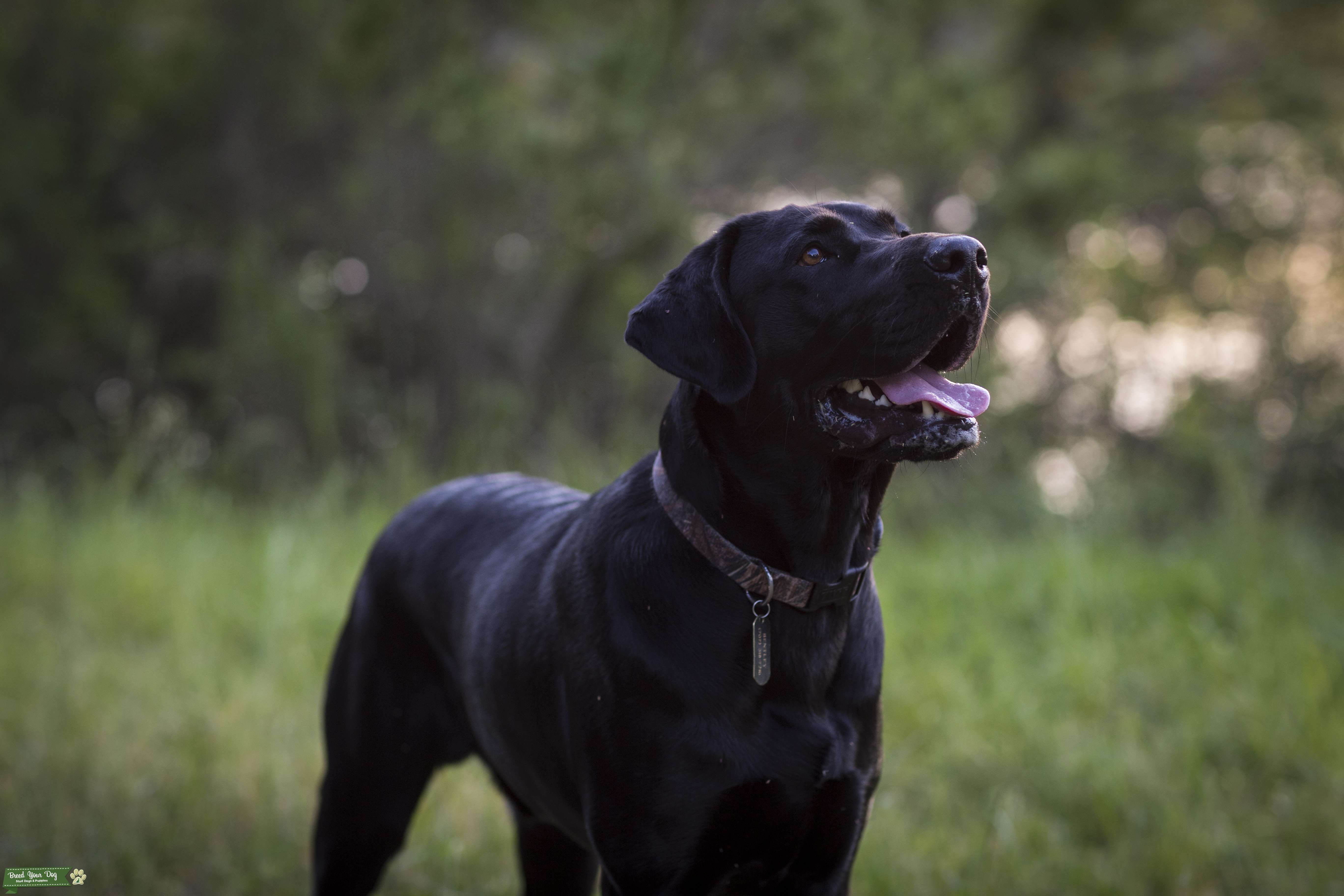 Stud Dog AKC Black Lab iso purebred female in NorCal (Pick of Litter