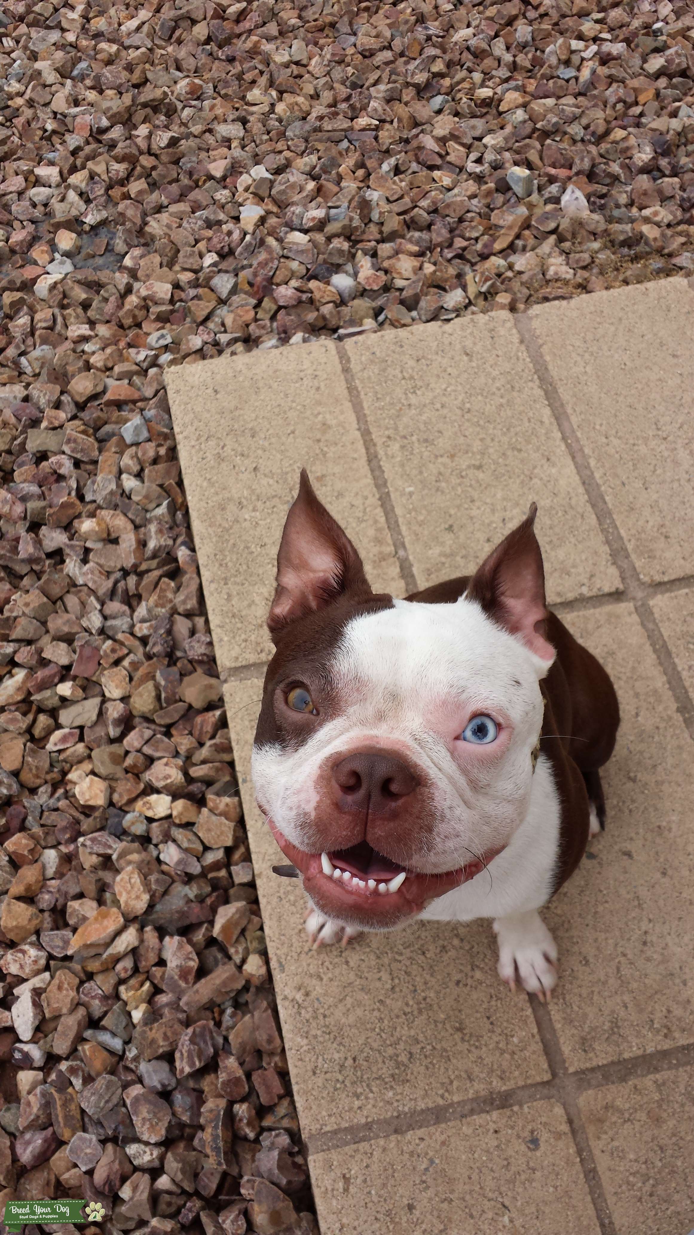 Stud Dog Chocolate Boston Terrier Stud! Stunning Eyes!!!!! Breed