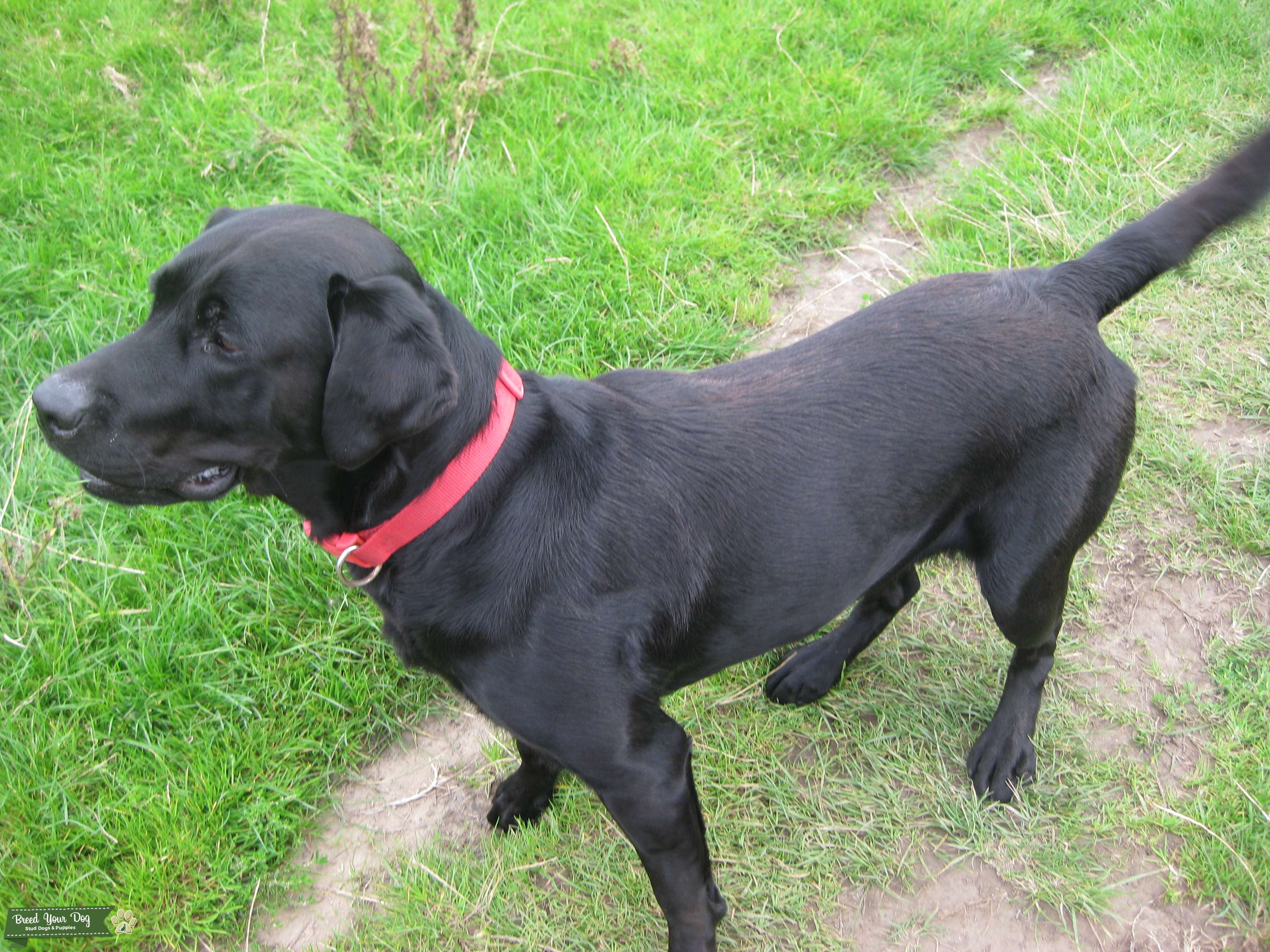 Stud Dog Black Labrador Ready for Stud Breed Your Dog