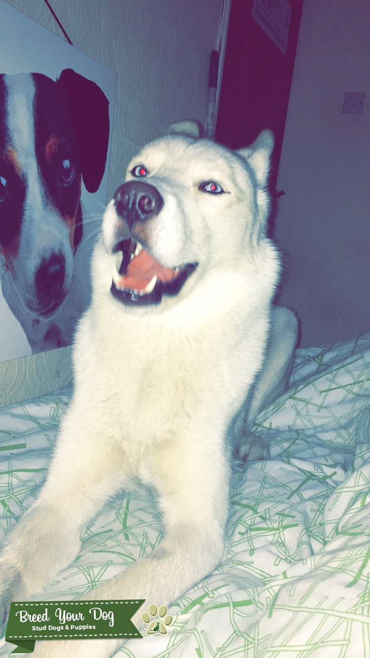 Stud Dog - All white Siberian husky with blue eyes - Breed Your Dog