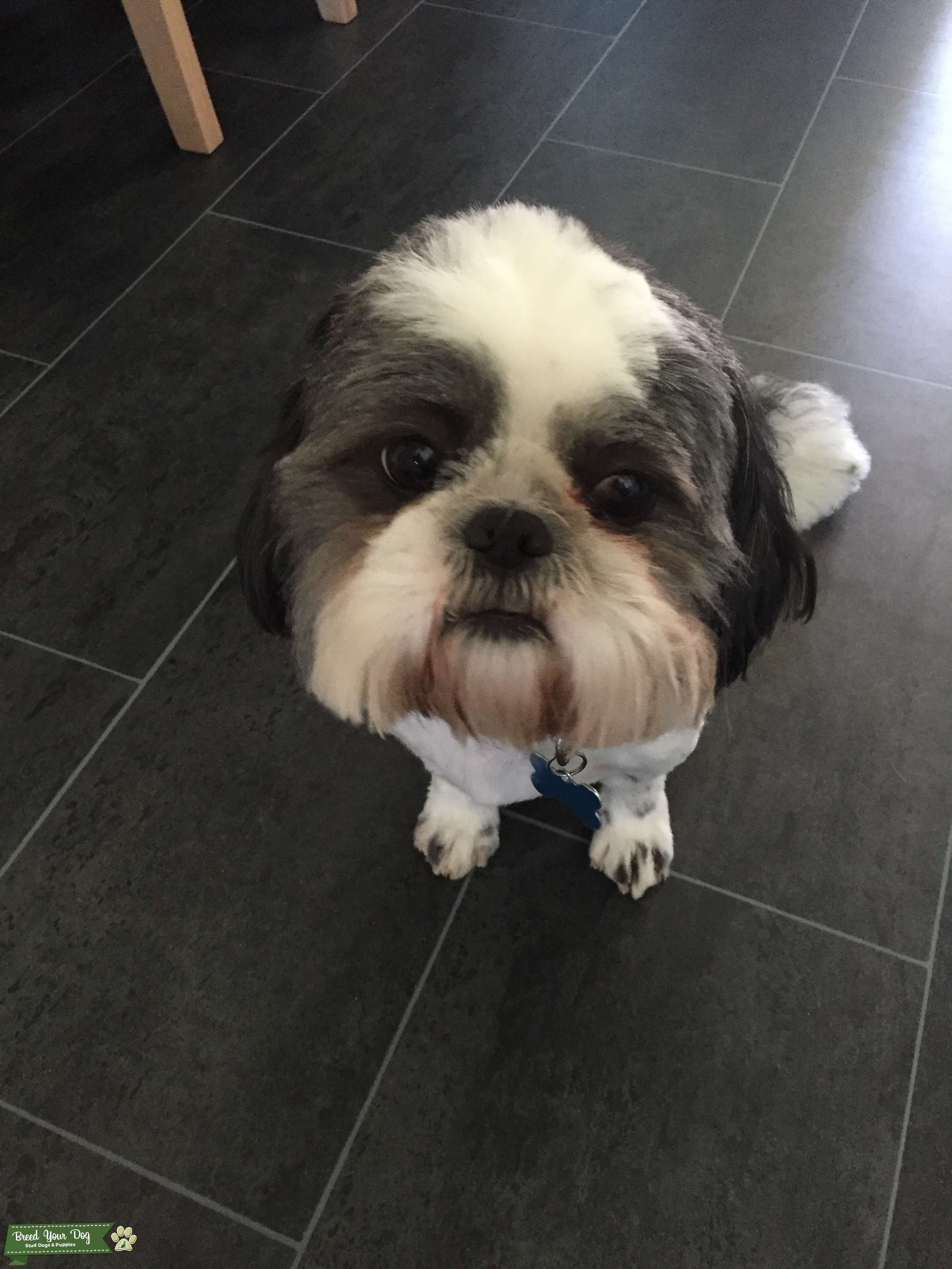 Stud Dog Black and white shih tzu Breed Your Dog