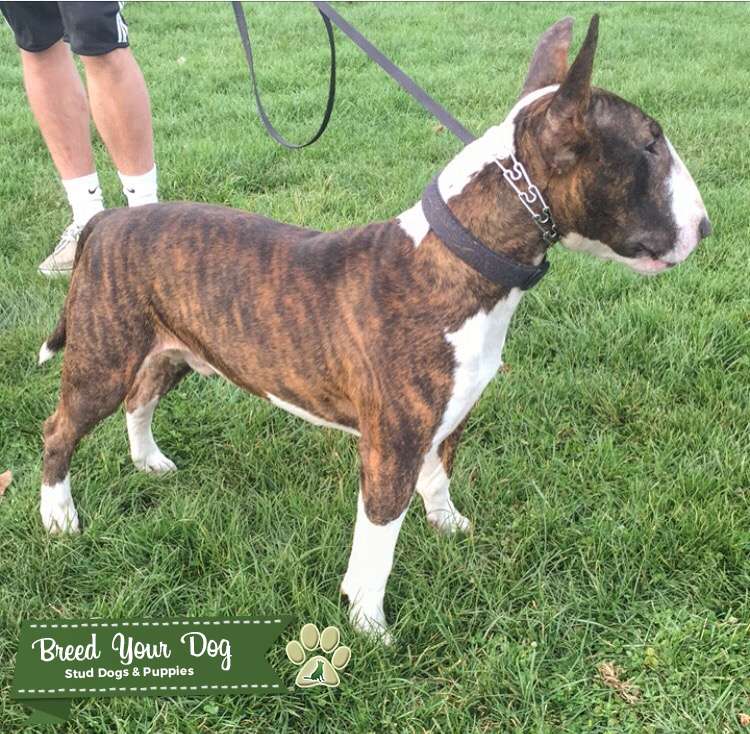 Stud Dog AKC Bull terrier stud Breed Your Dog