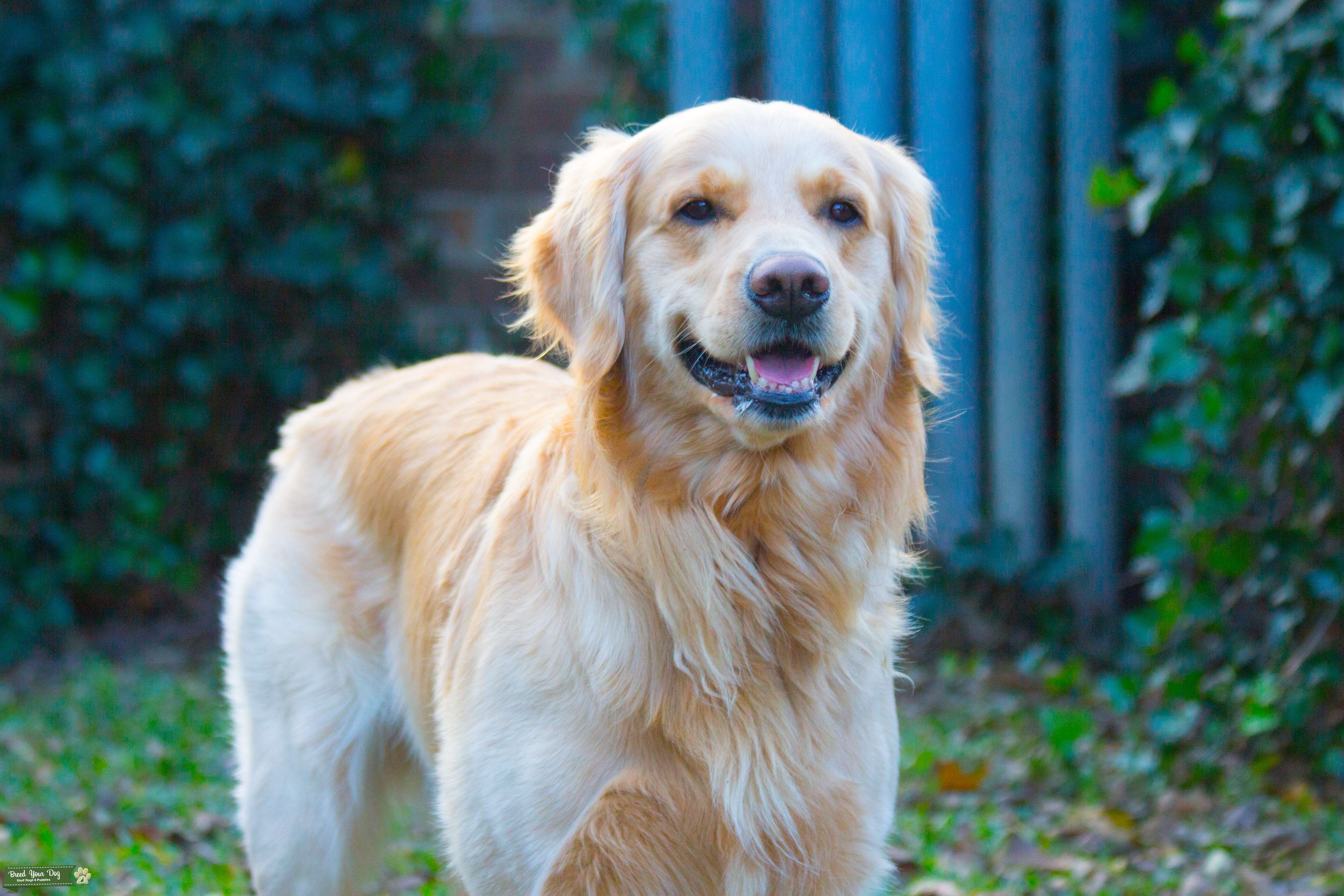 Stud Dog Blonde Golden Retriever Stud Breed Your Dog
