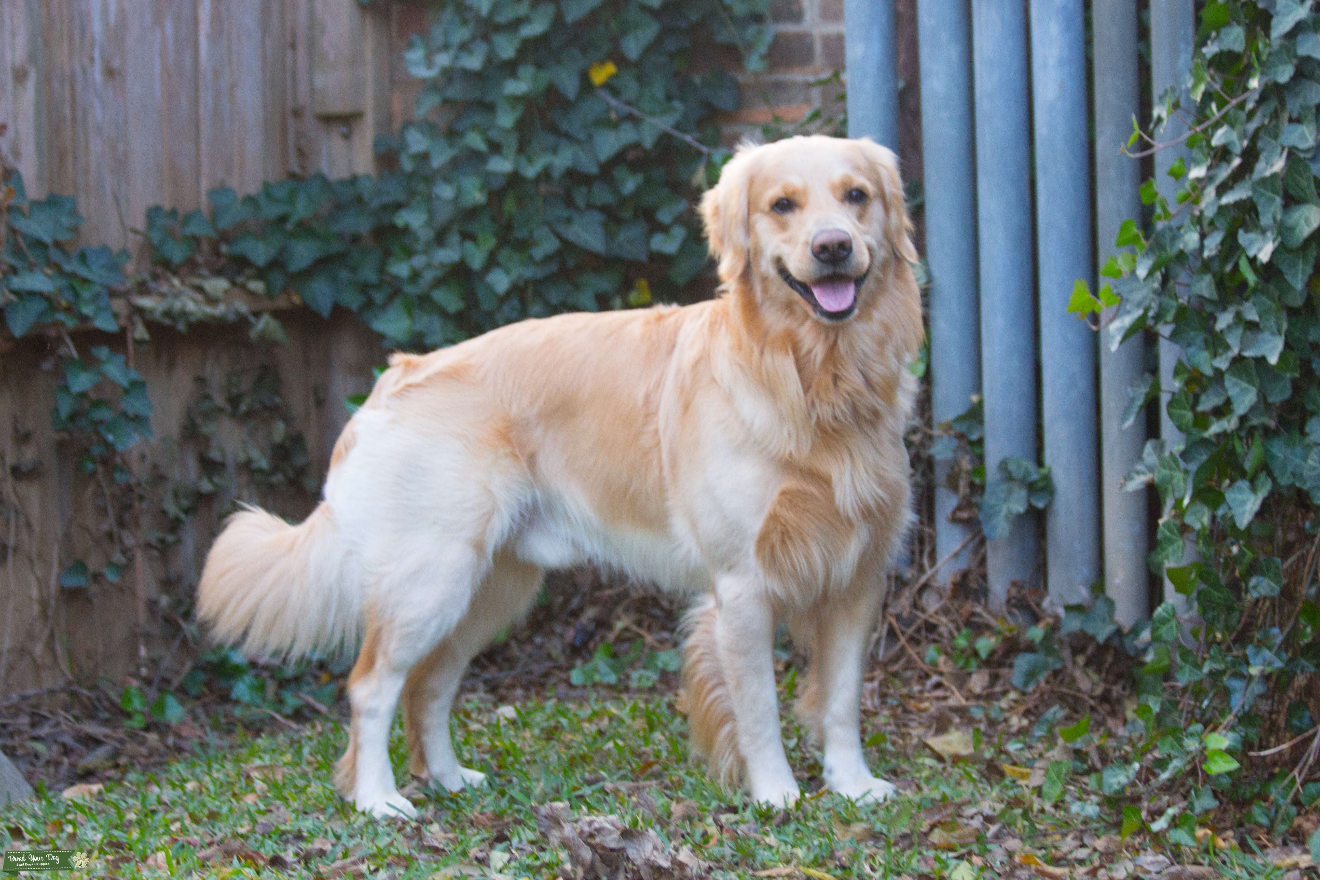 Stud Dog Blonde Golden Retriever Stud Breed Your Dog