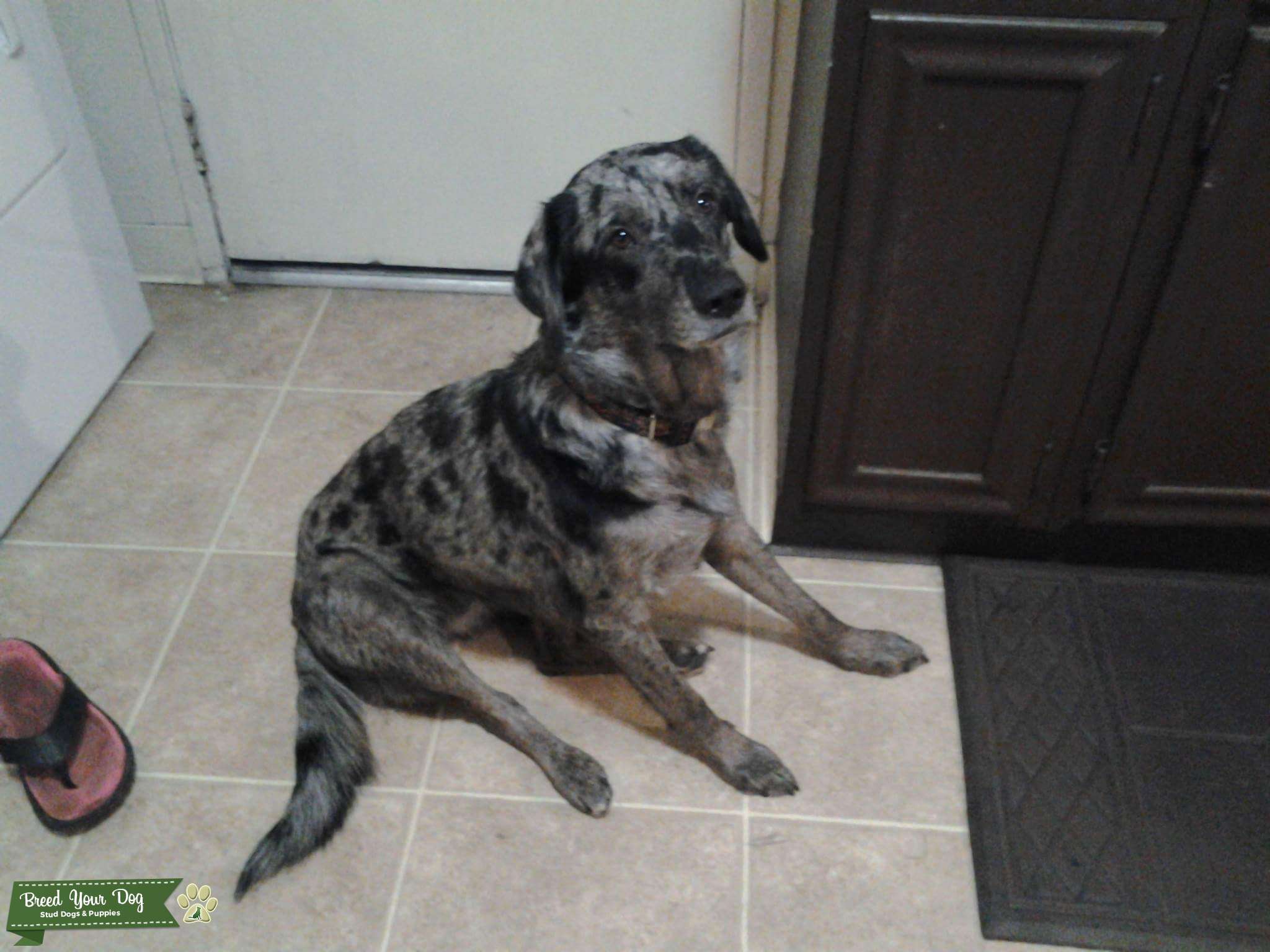 Stud Dog Beautiful Catahoula Leopard Lab mix Breed Your Dog