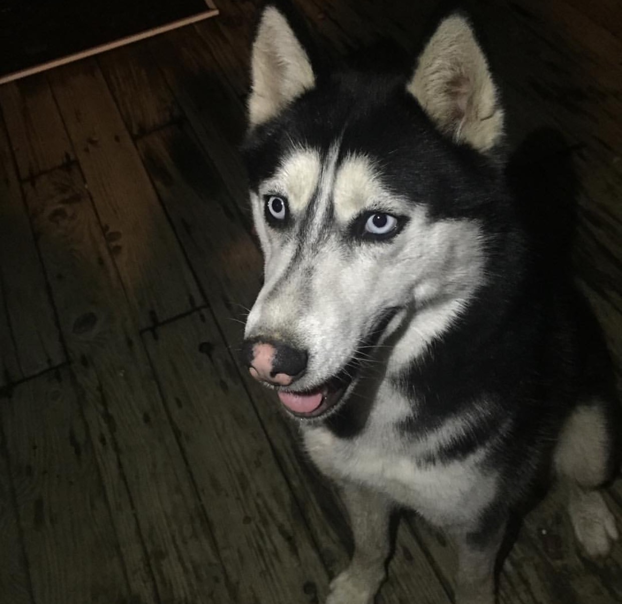 Stud Dog Siberian Husky In Heat Breed Your Dog