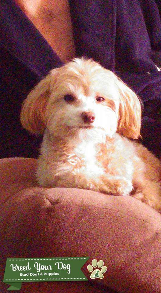 Stud Dog Maltipoo male light brown 6lbs Breed Your Dog