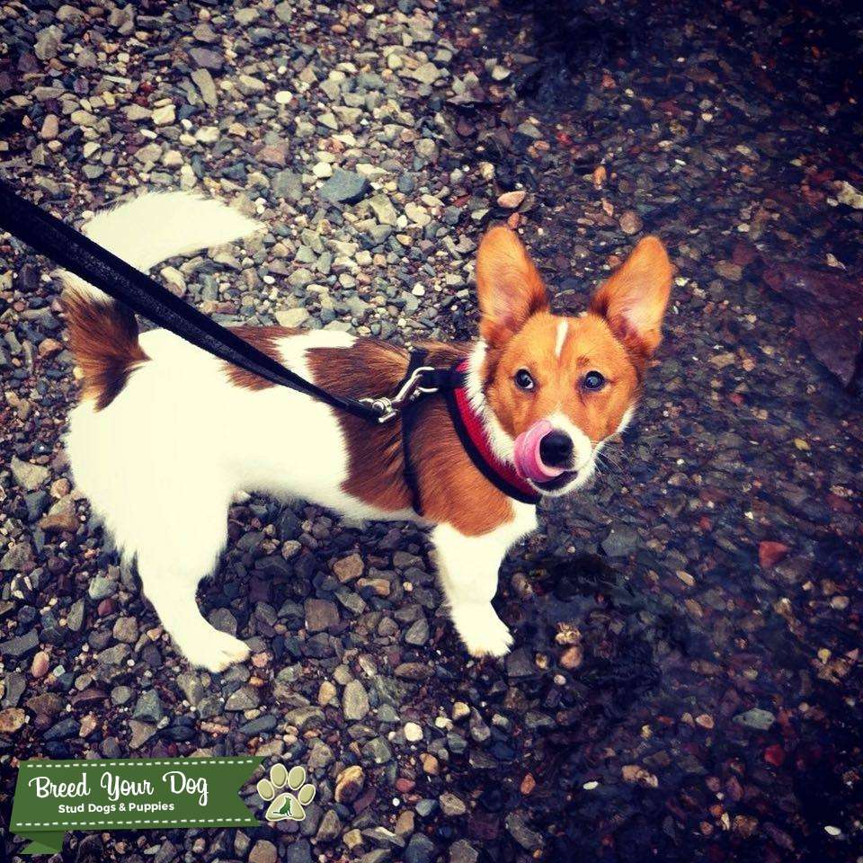Stud Dog Miniature Jack Russell Terrier (Short Legged) (White & Brown
