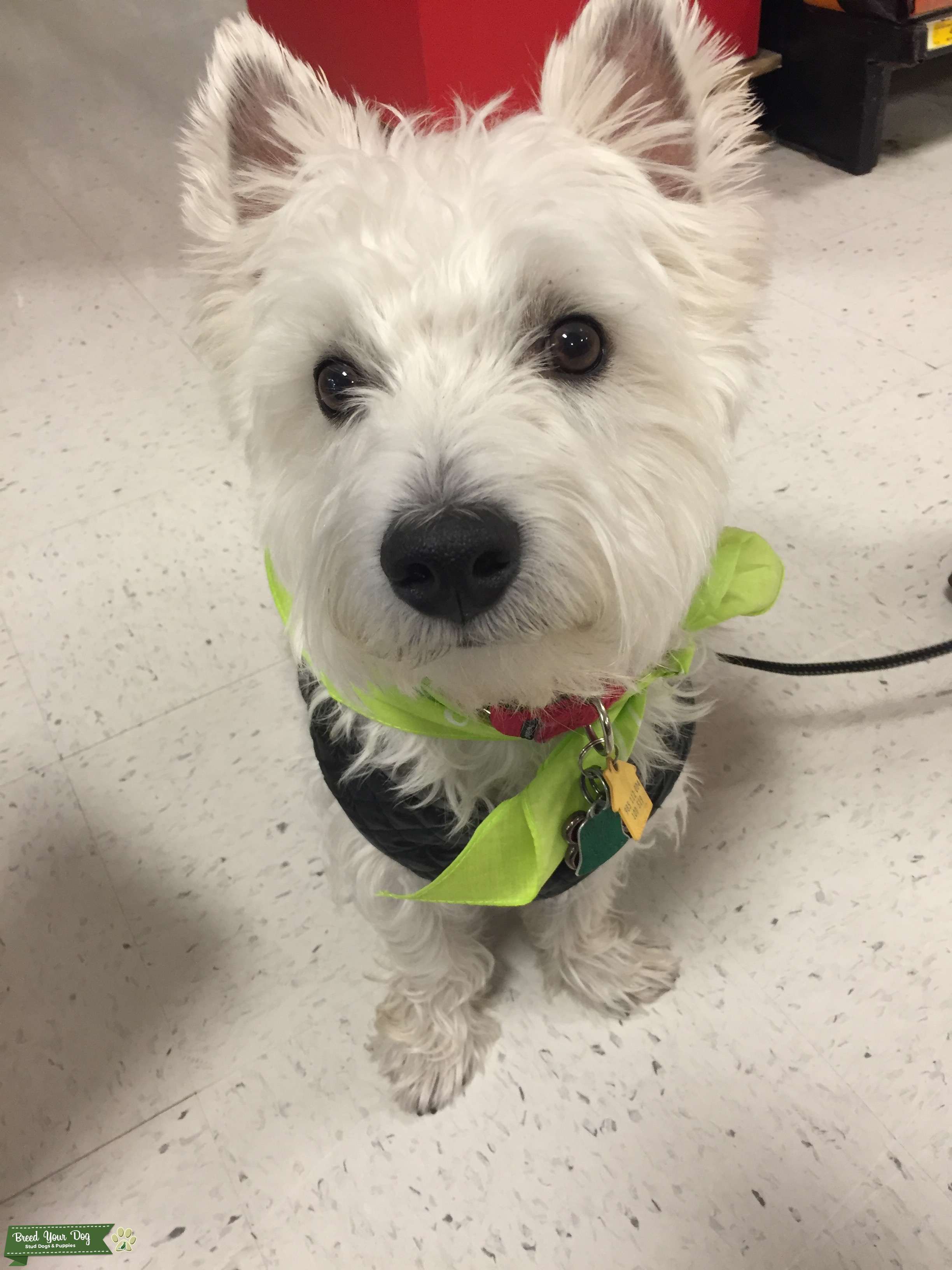 Stud Dog West Highland White Terrier Breed Your Dog