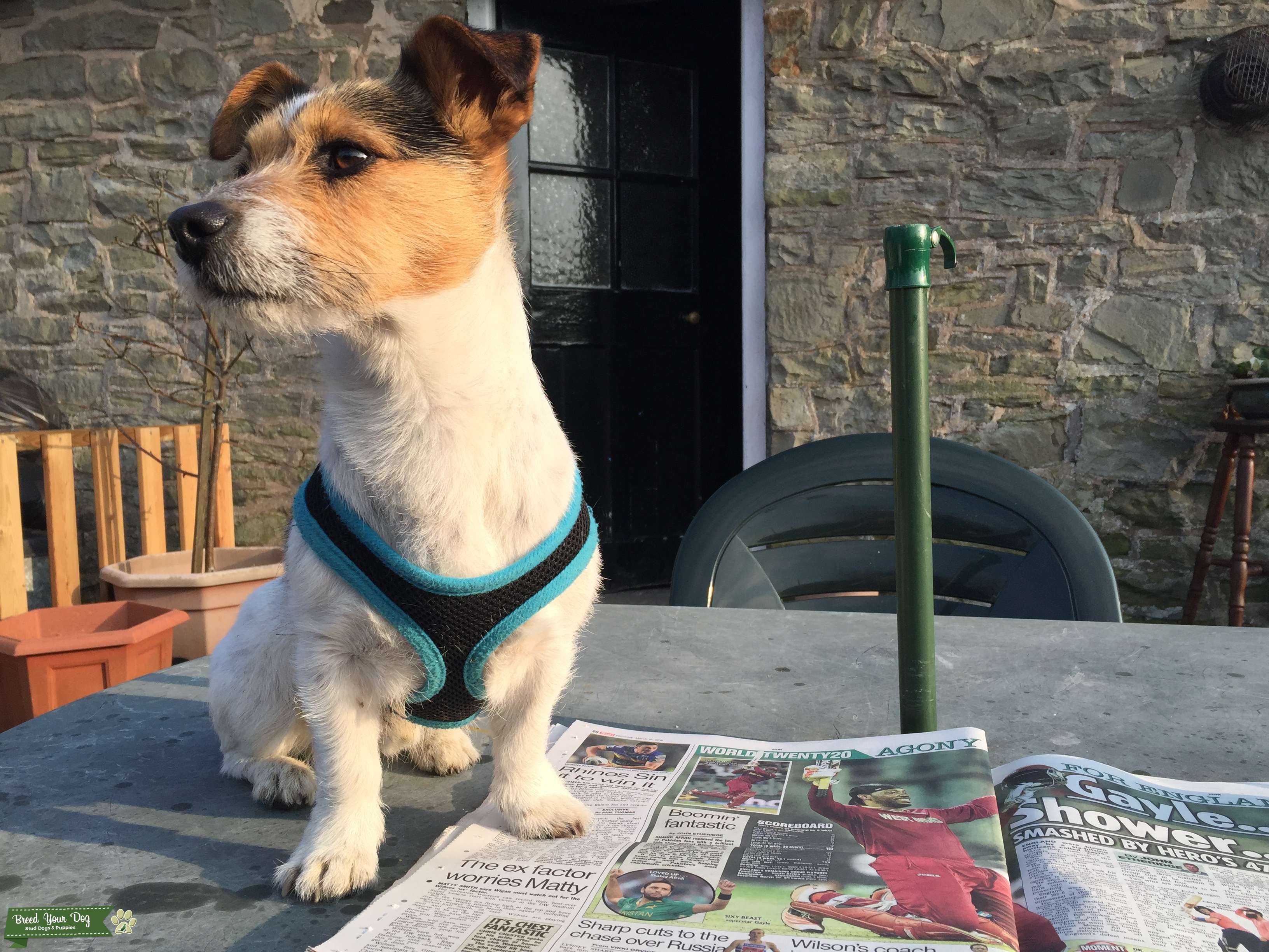 Stud Dog Jack Russell (miniature) Breed Your Dog