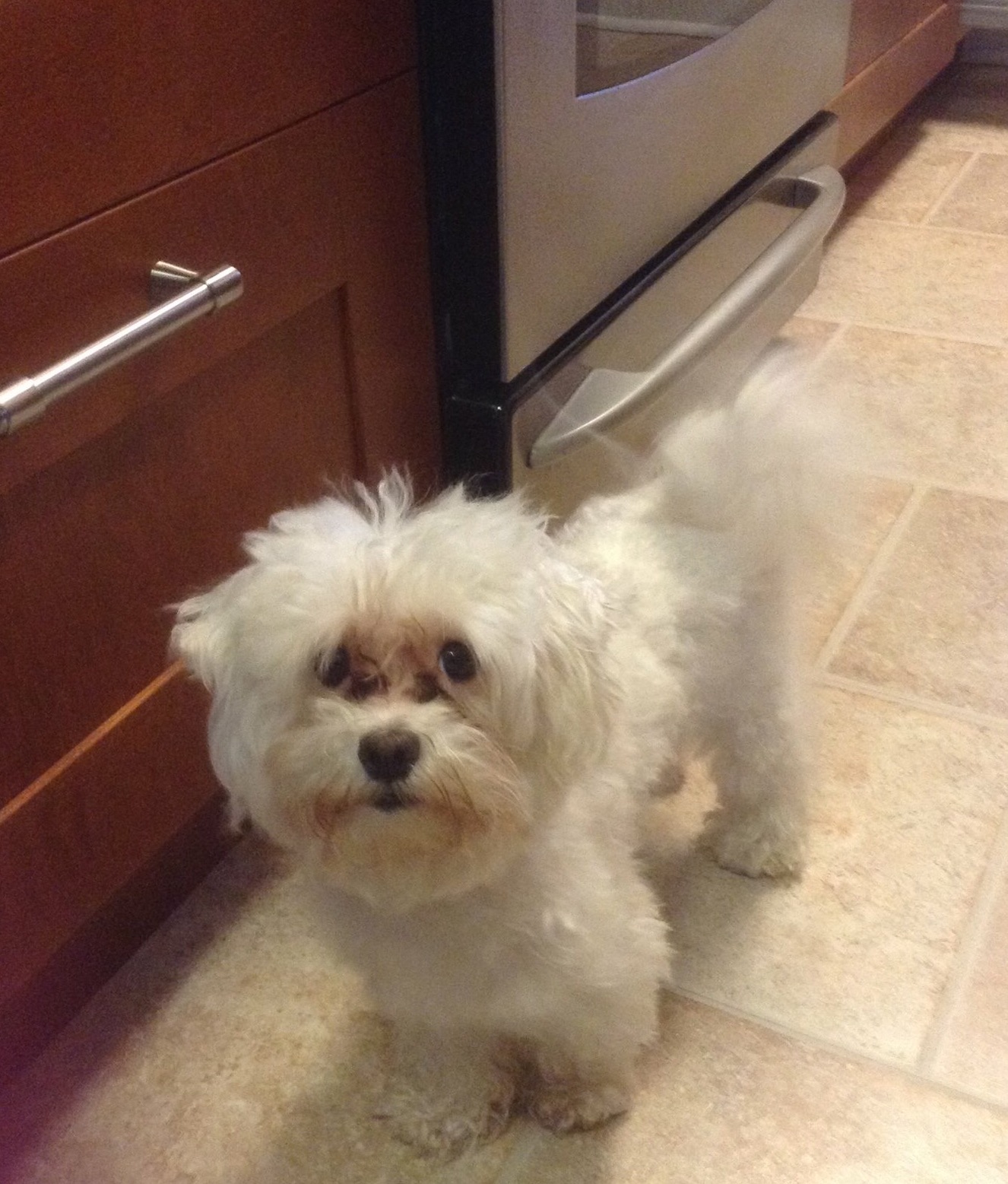 Stud Dog 3 year old pure bred Maltese in Brooklyn NY Breed Your Dog