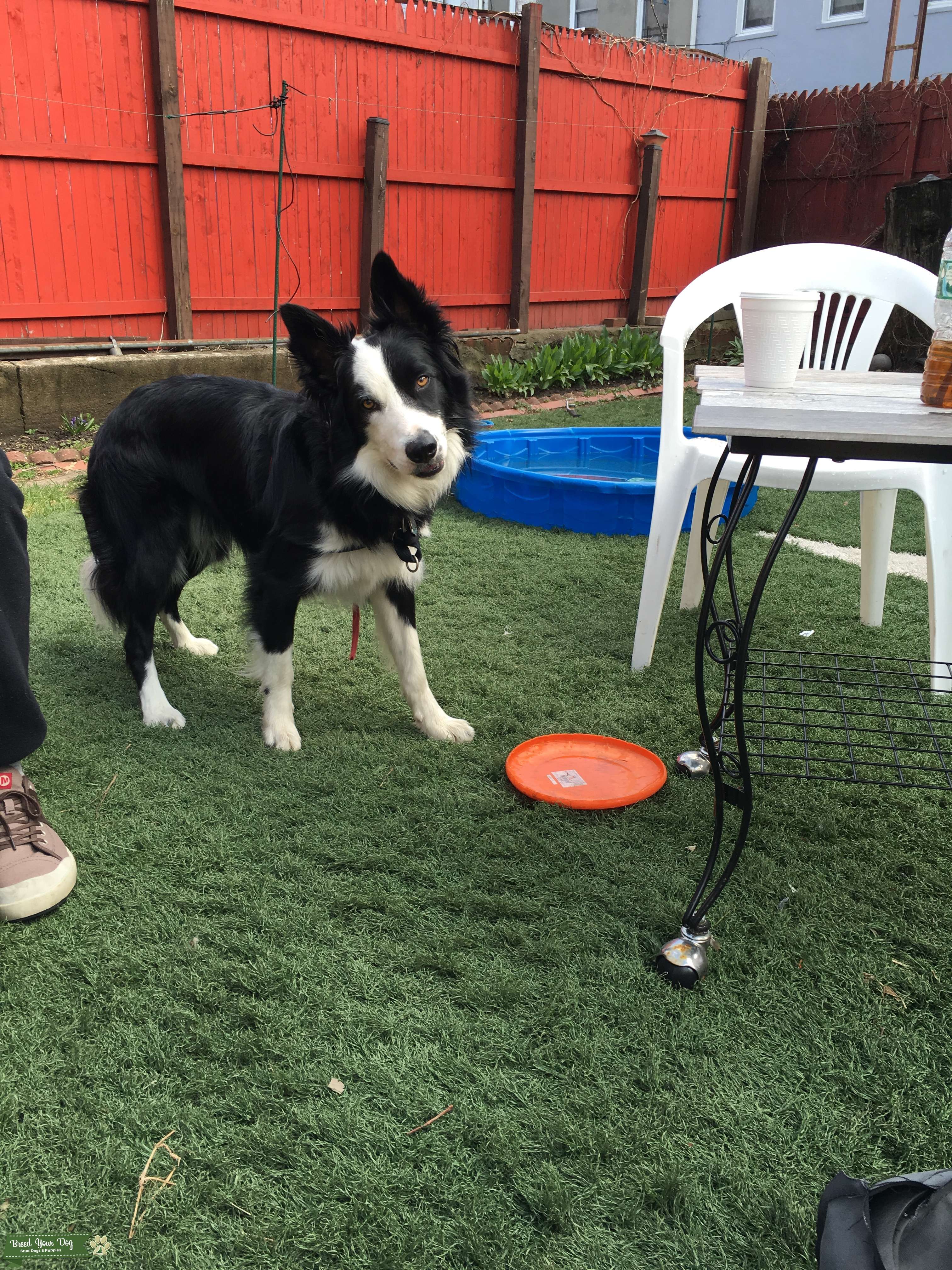 Stud Dog HANDSOME PUREBRED BORDER COLLIE READY TO BREED Breed Your Dog