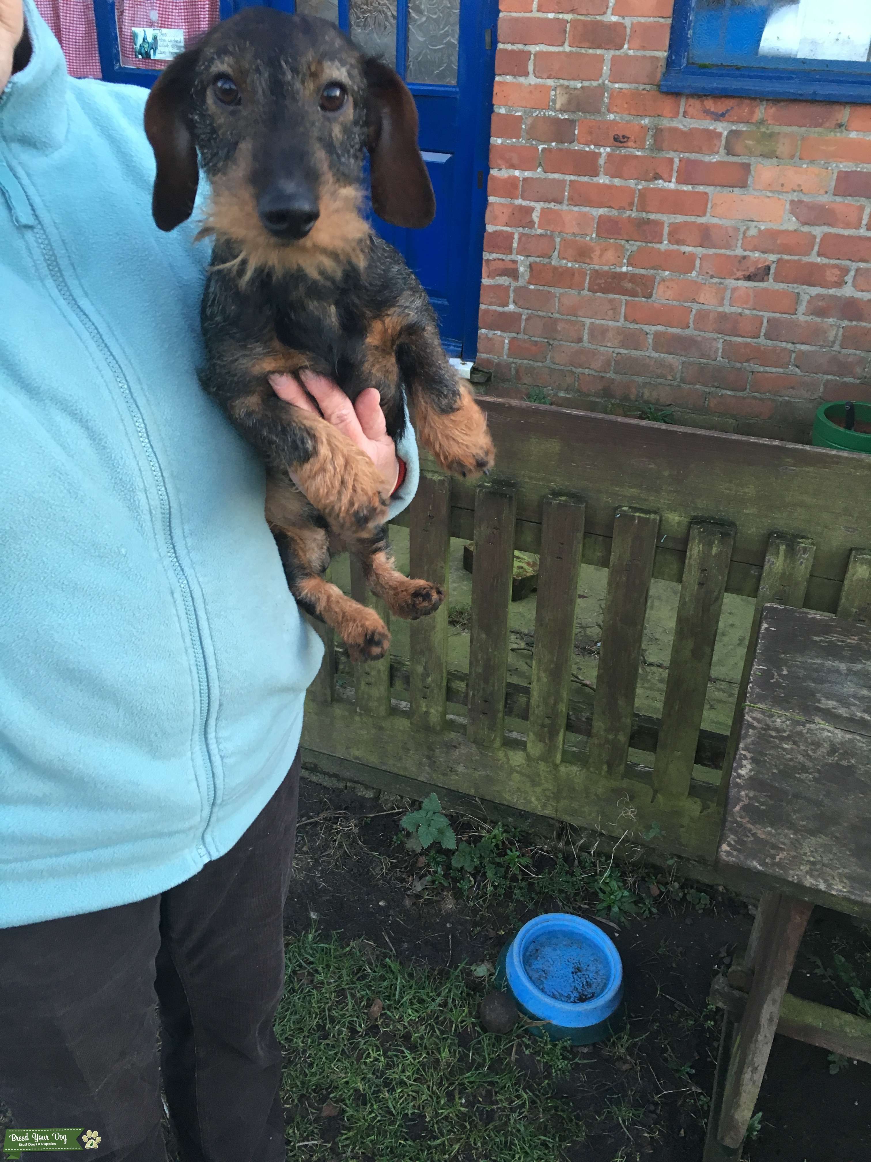 Stud Dog Miniature Wirehaired Dachshund for Stud Breed Your Dog