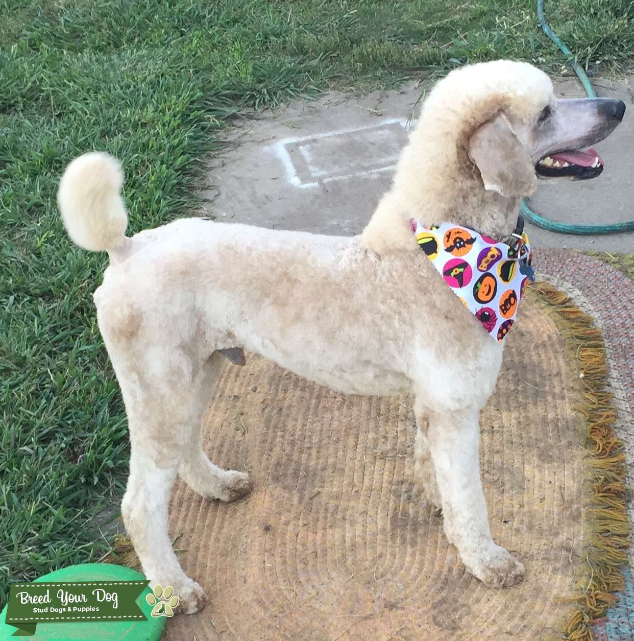 Stud Dog RED MALE STANDARD POODLE Breed Your Dog