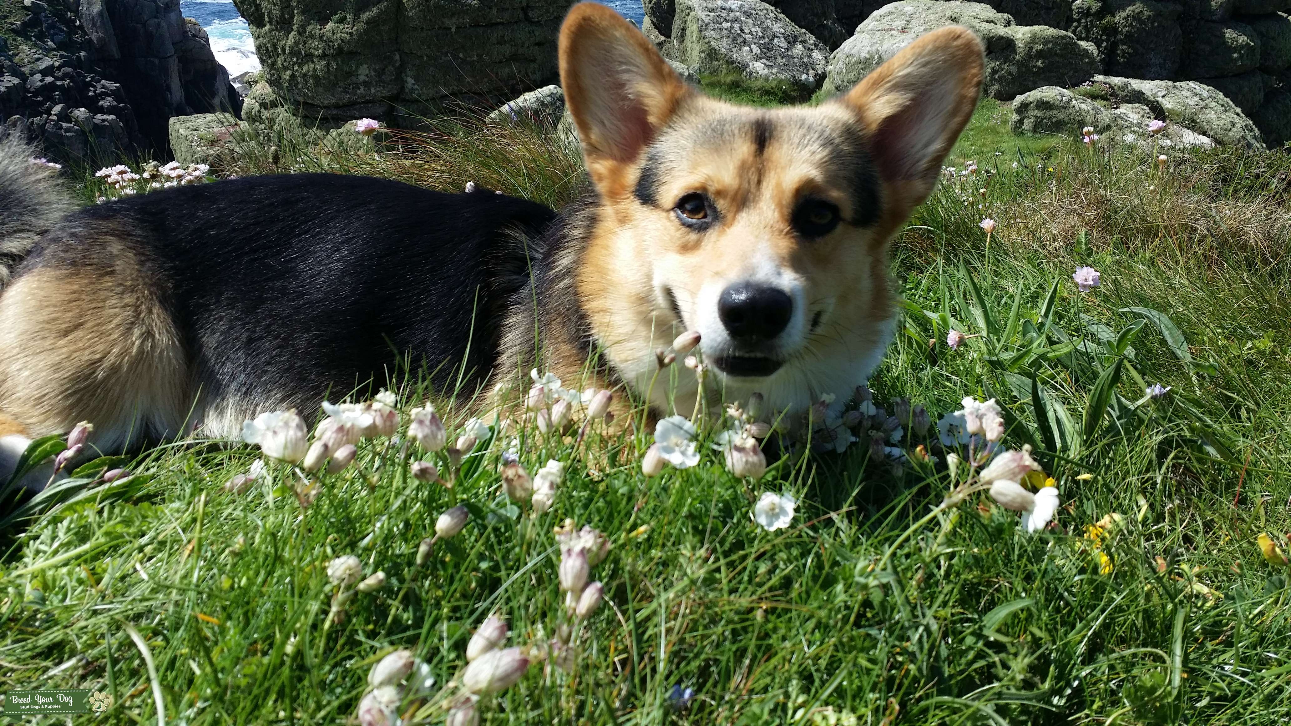 Stud Dog Welsh Pembrokeshire Pedigree available for stud