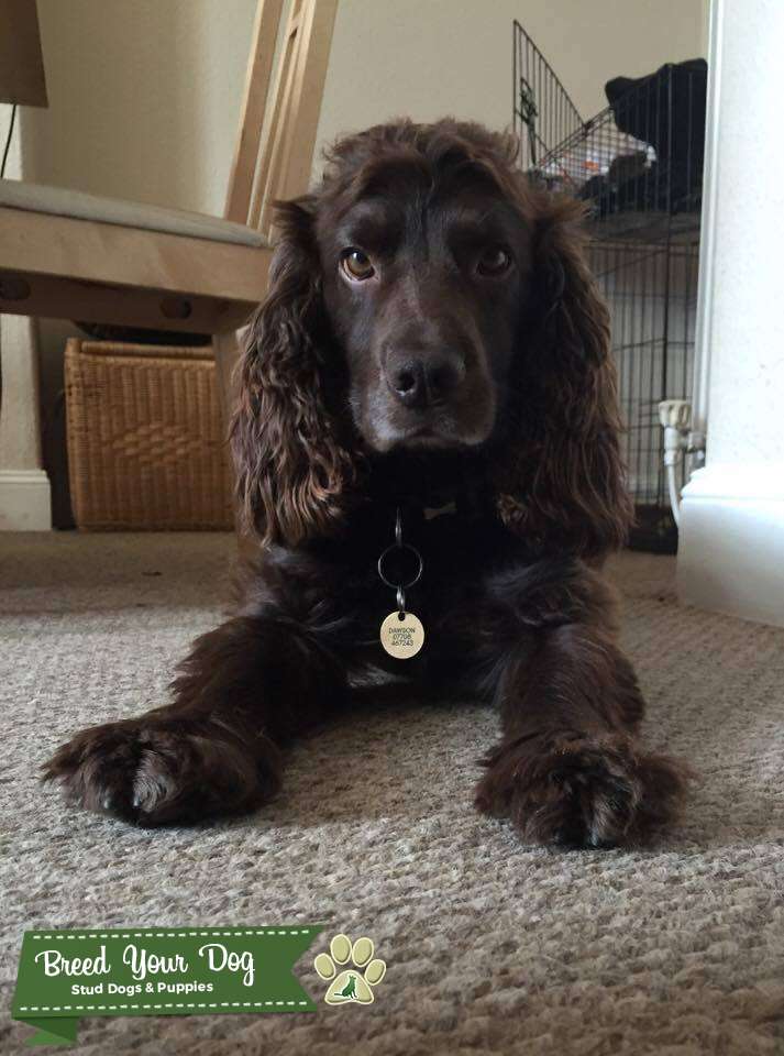 Stud Dog KC Registered Chocolate Working Cocker Spaniel Stud Dog Breed Your Dog