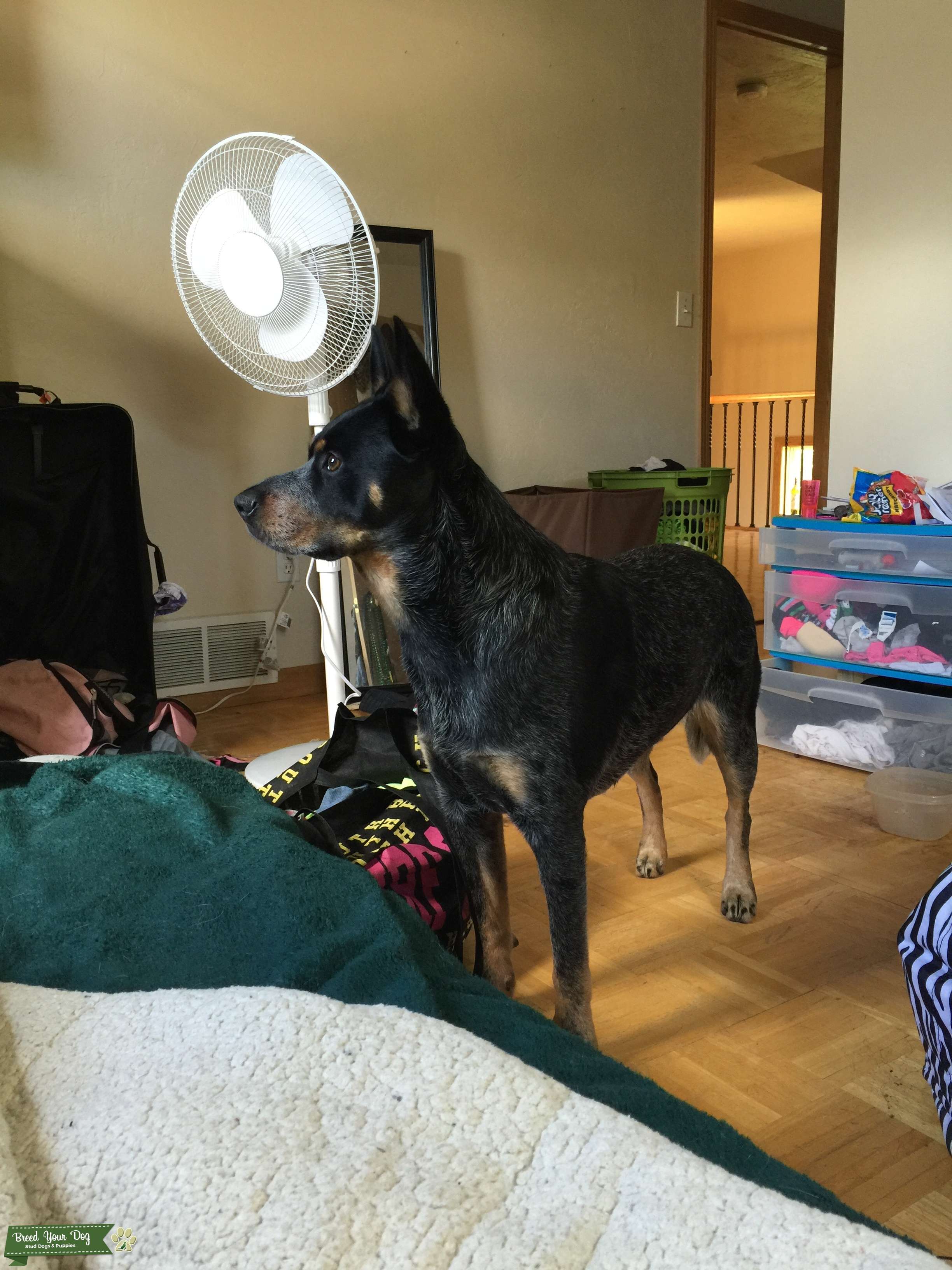 Stud Dog - Stud Blue Heeler - Breed Your Dog