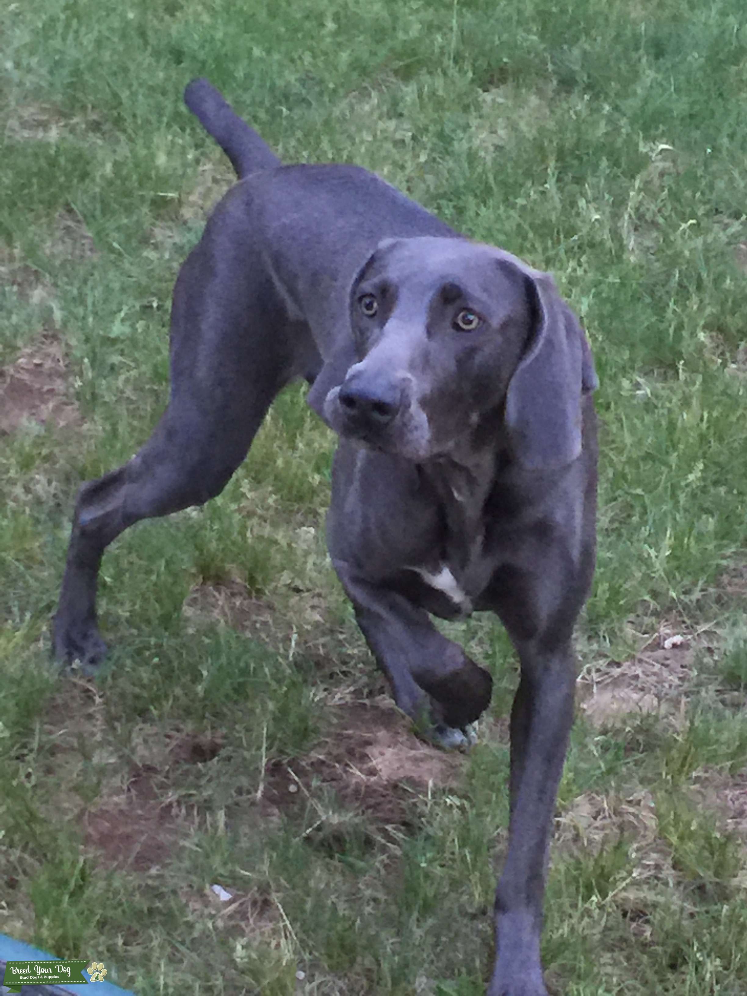 Stud Dog Weimaraner Blue Breed Your Dog