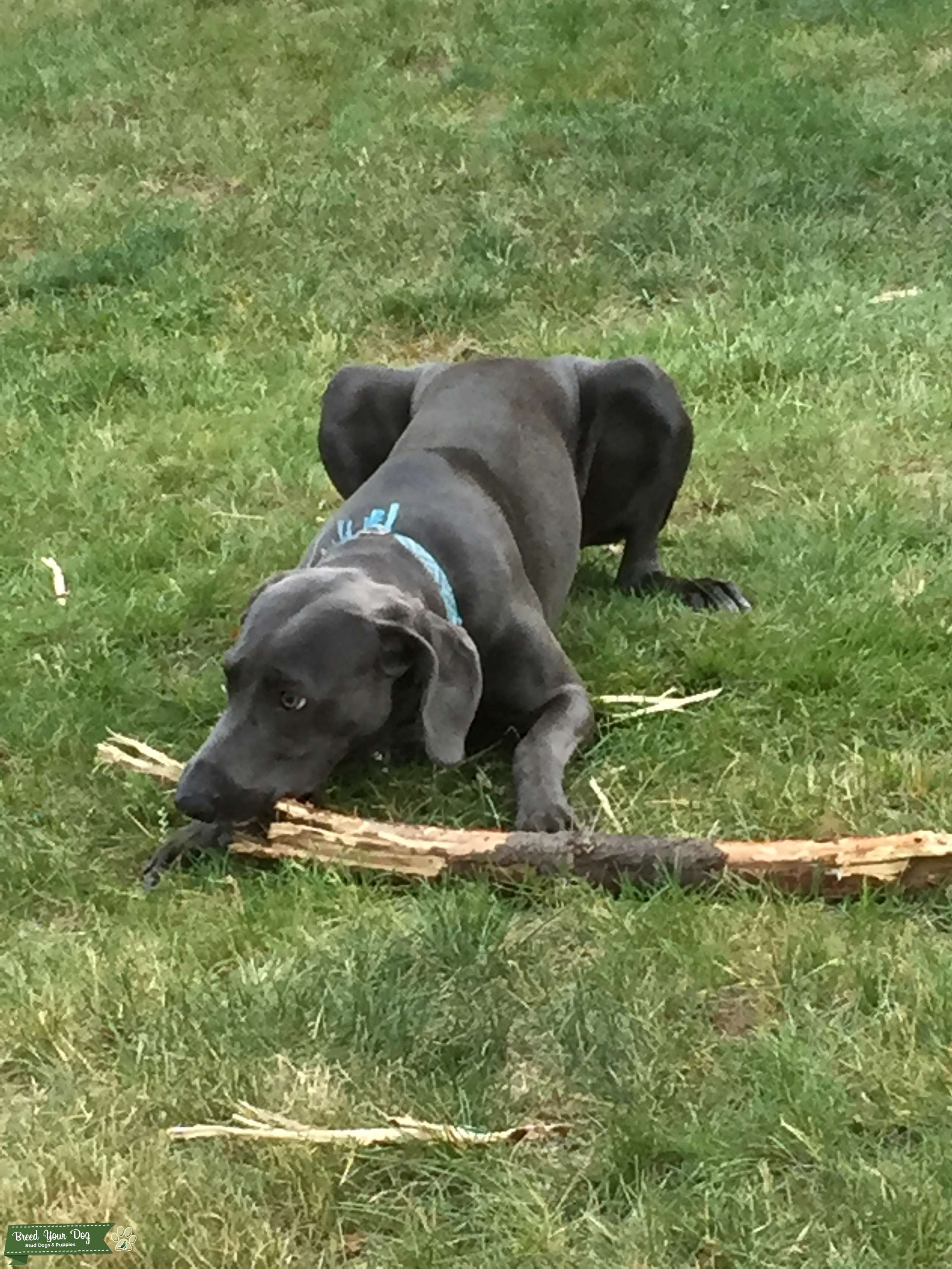 Stud Dog Weimaraner Blue Breed Your Dog