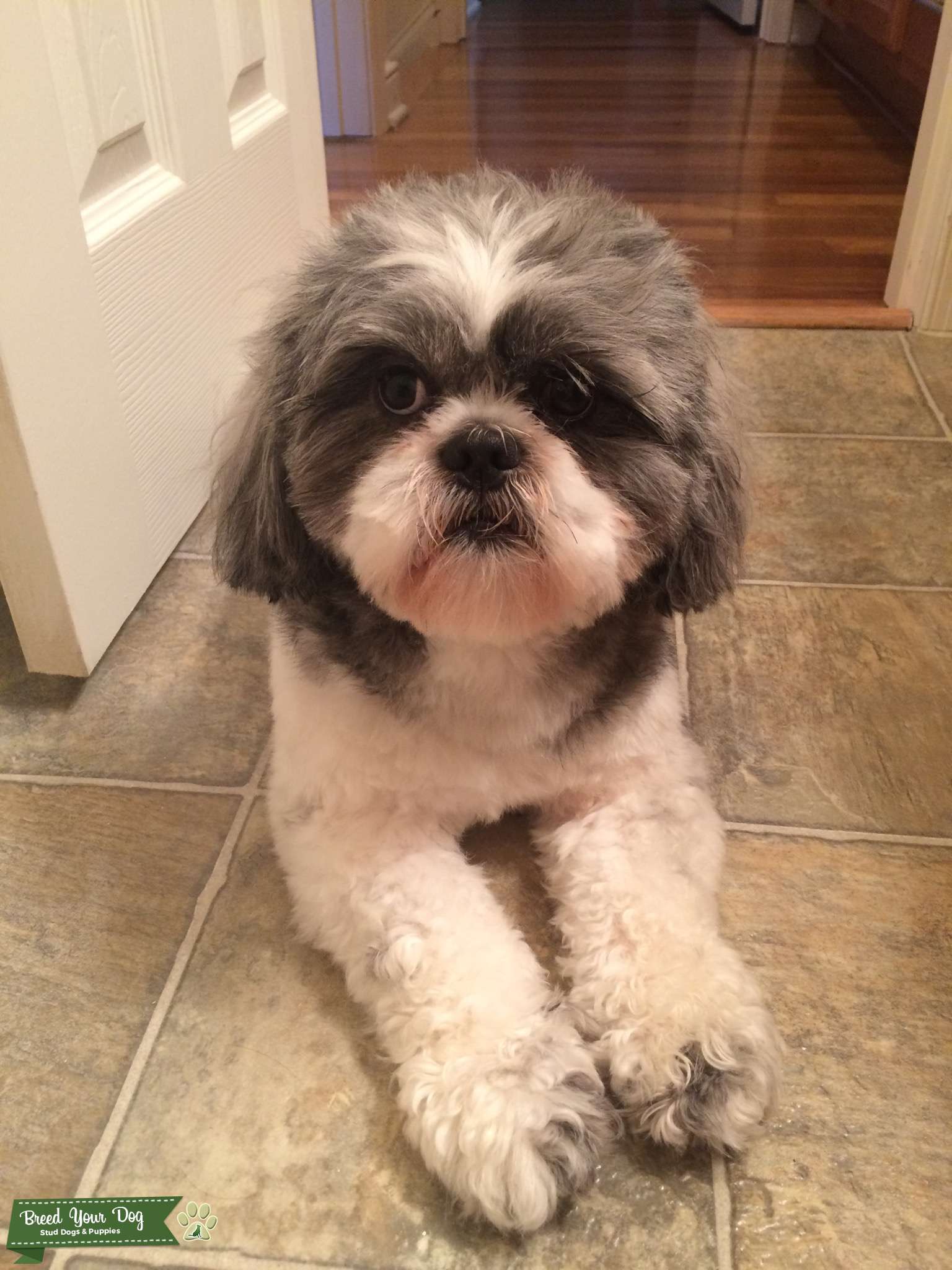 Stud Dog Grey and white Shih Tzu Breed Your Dog