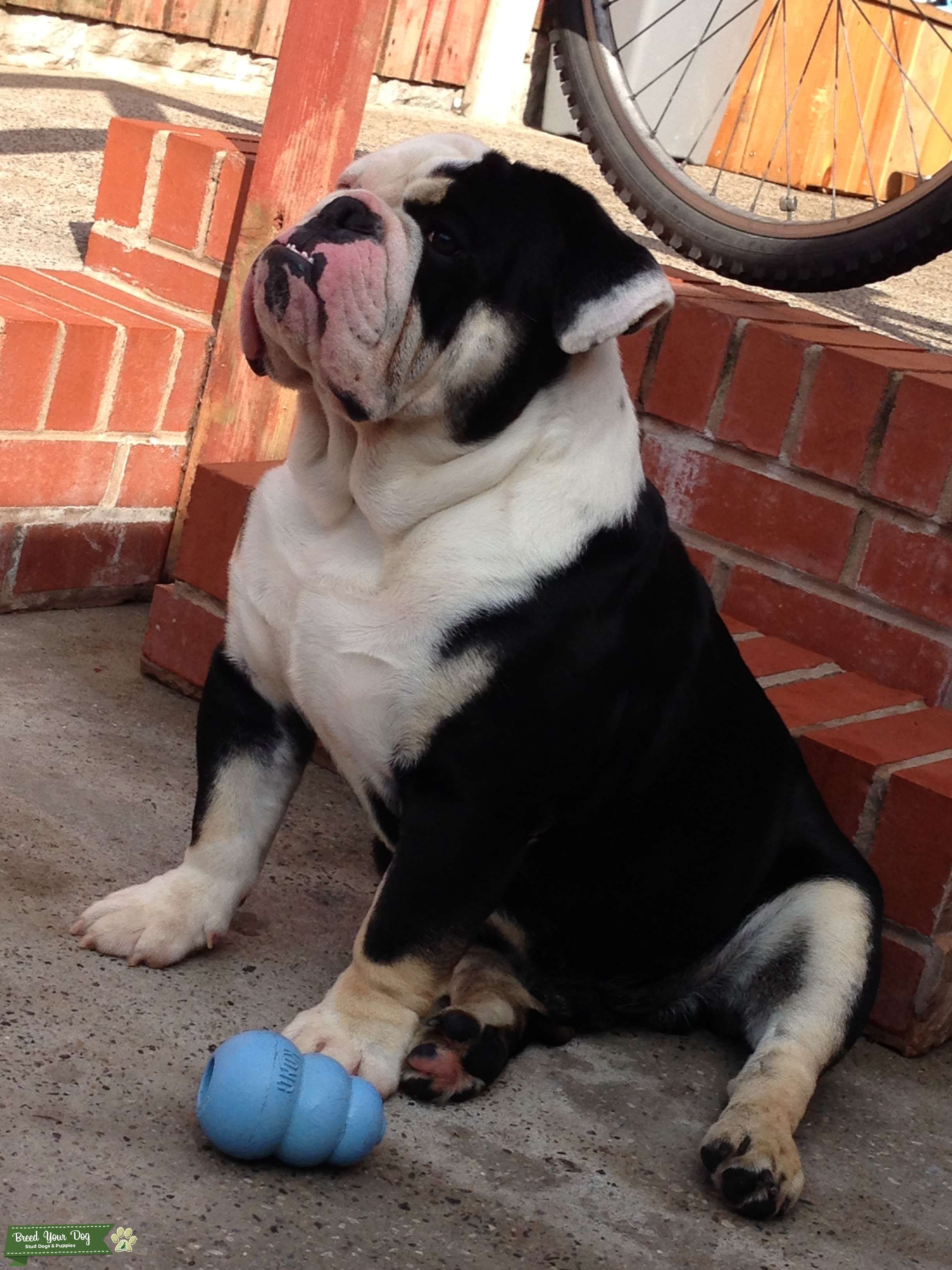 Stud Dog Kc English Bulldog Stud Breed Your Dog