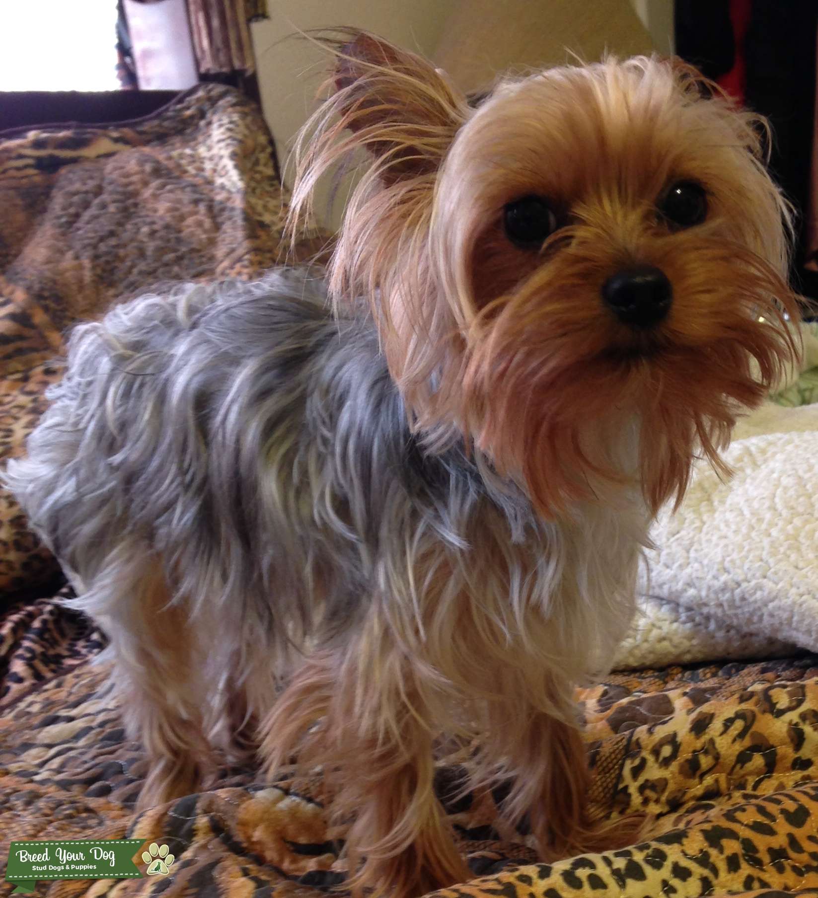 Stud Dog Stud Breed Your Dog