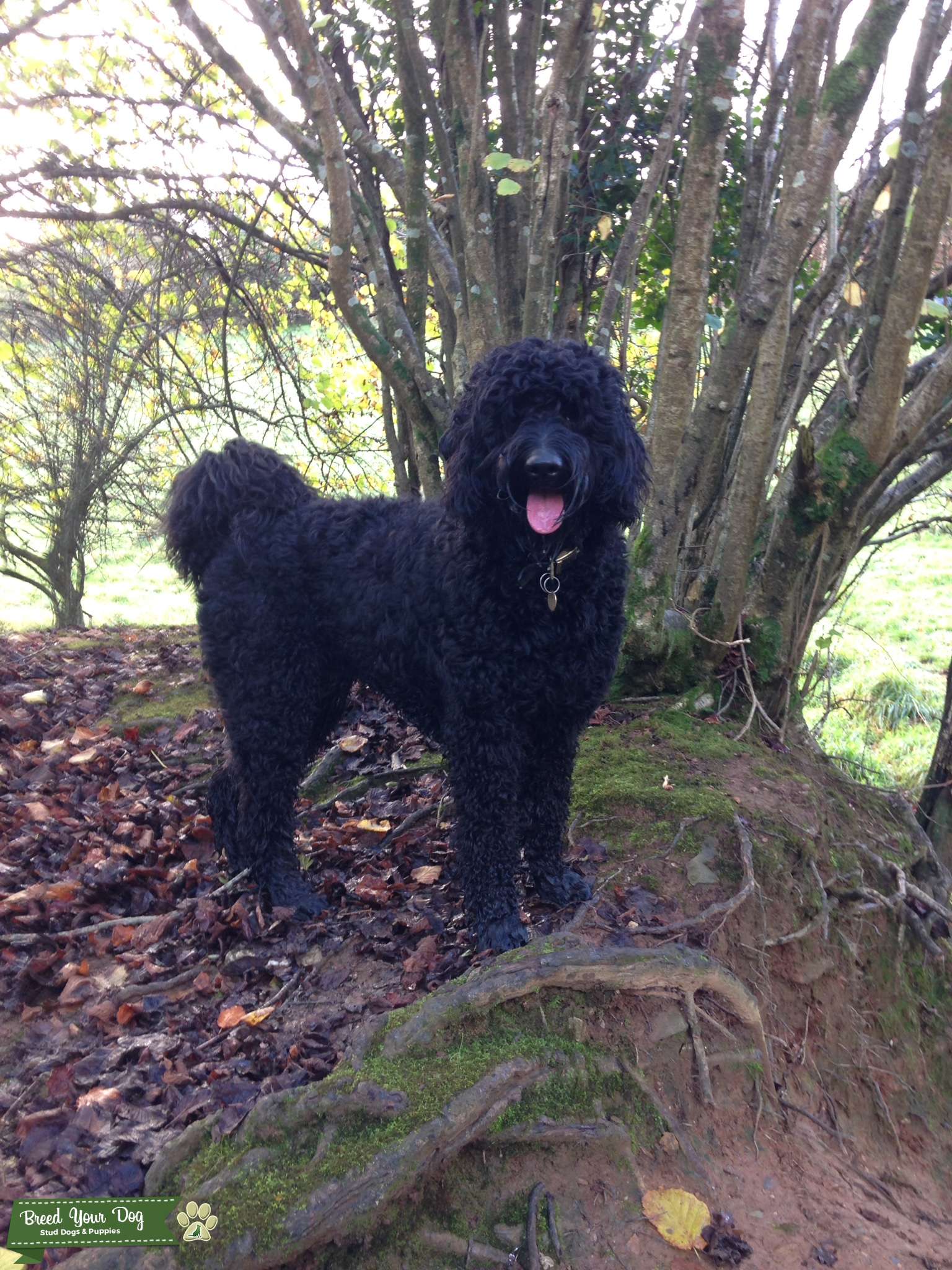 Stud Dog Large, good natured black labradoodle Breed Your Dog