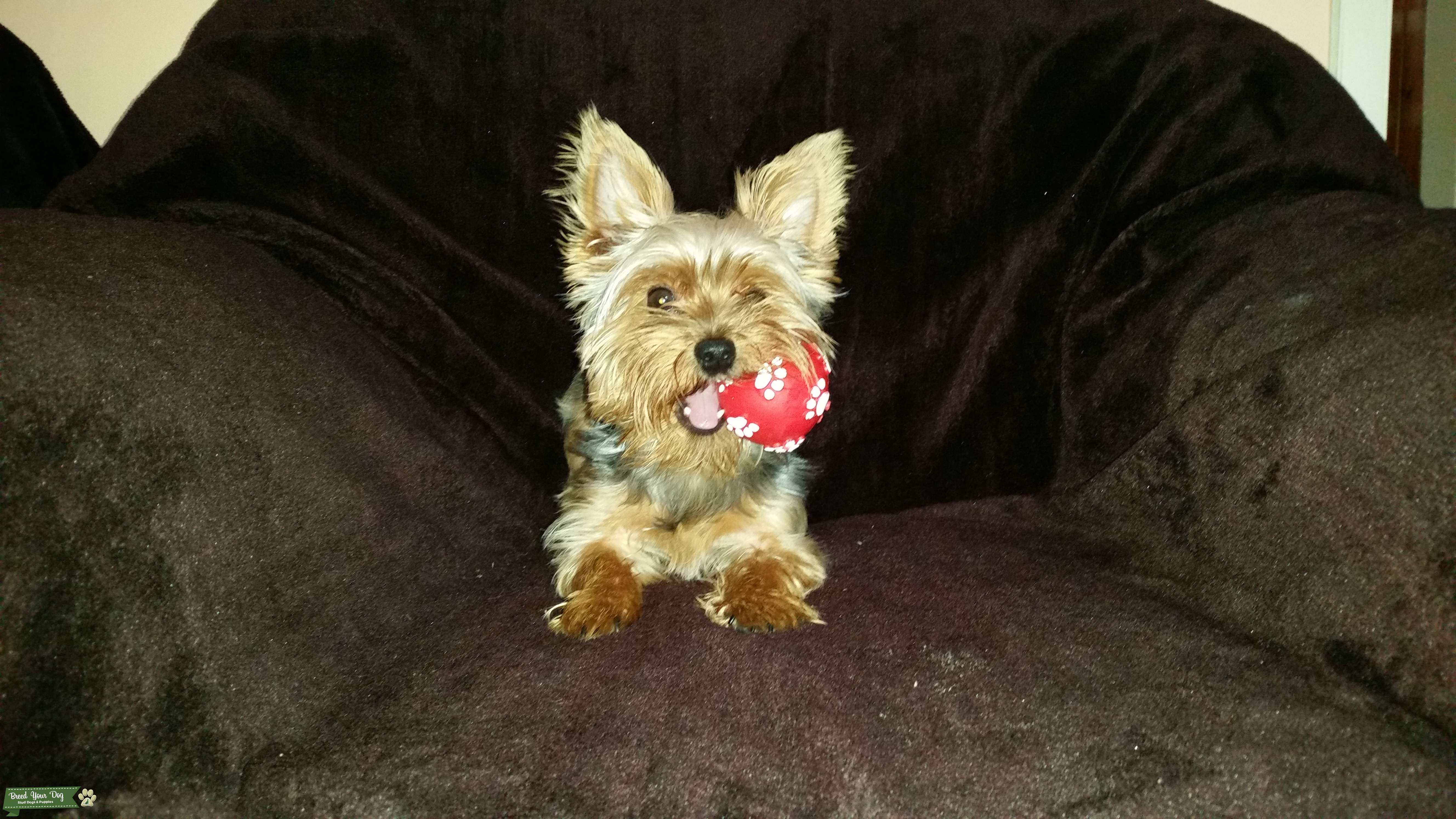 Stud Dog Yorkshire Terrier Male Breed Your Dog