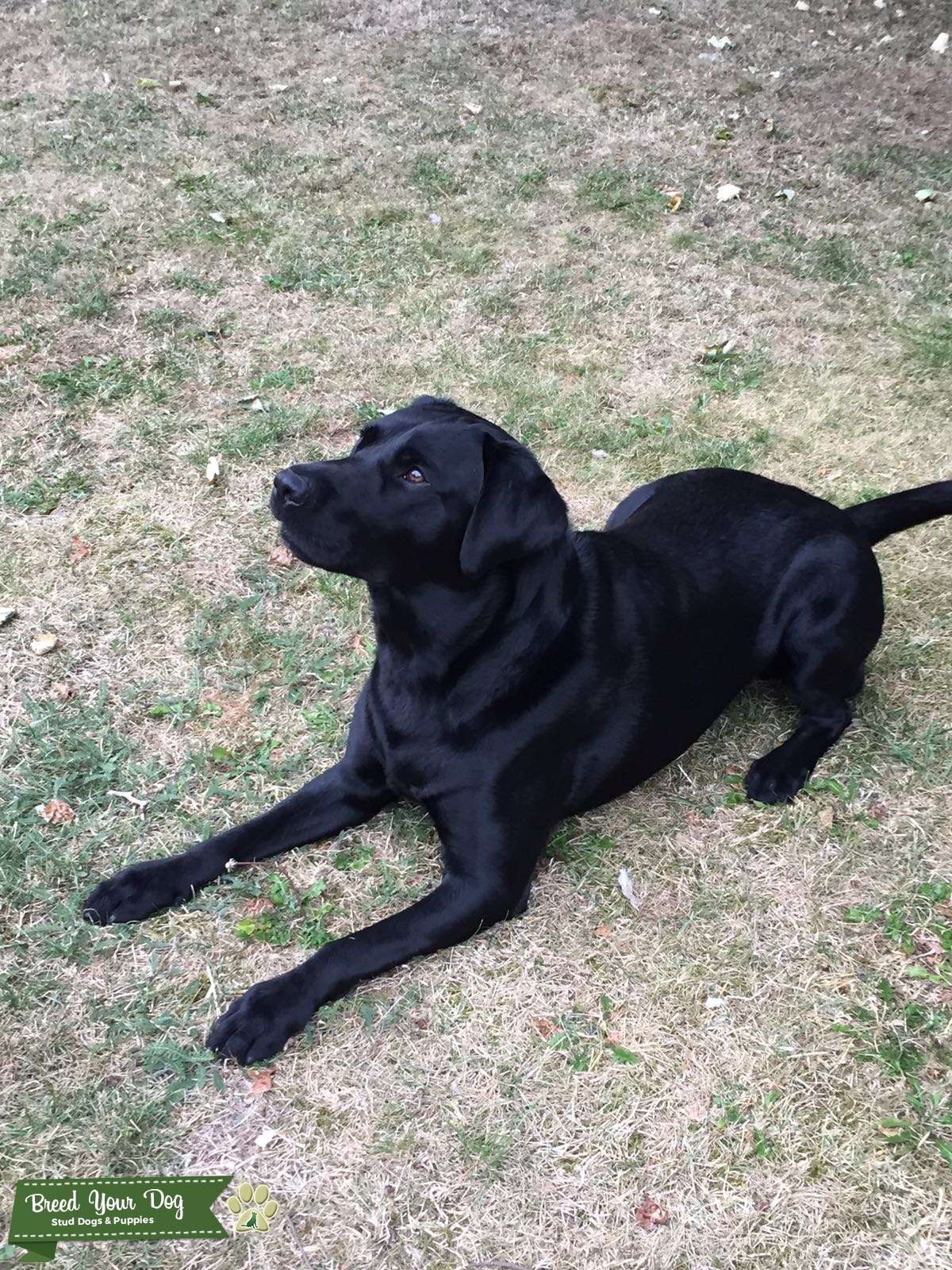 Stud Dog Handsome Purebred Athletic Black Labrador Stud Breed Your Dog