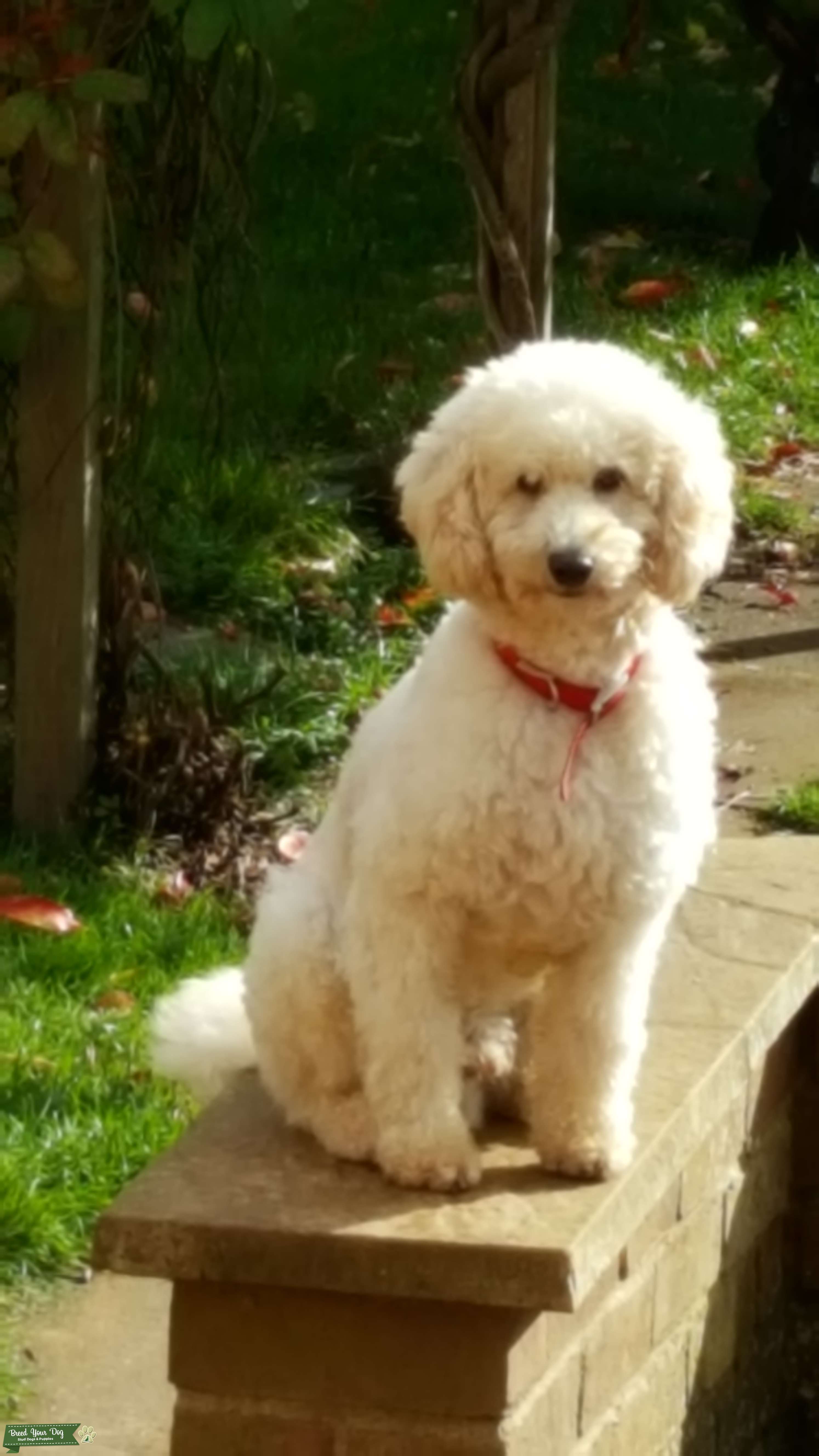 Stud Dog Miniature Champagne Poodle Breed Your Dog