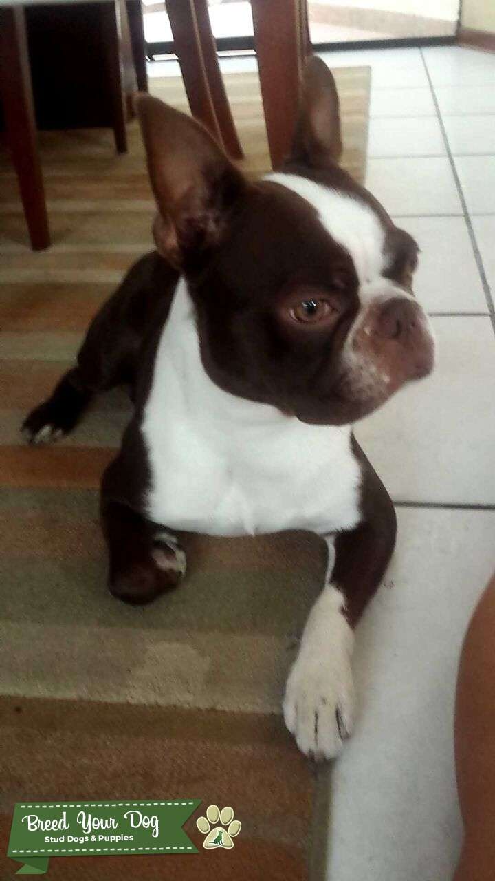 Stud Dog Chocolate Boston Terrier Breed Your Dog