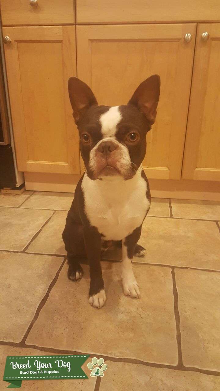 Stud Dog Chocolate Boston Terrier Breed Your Dog