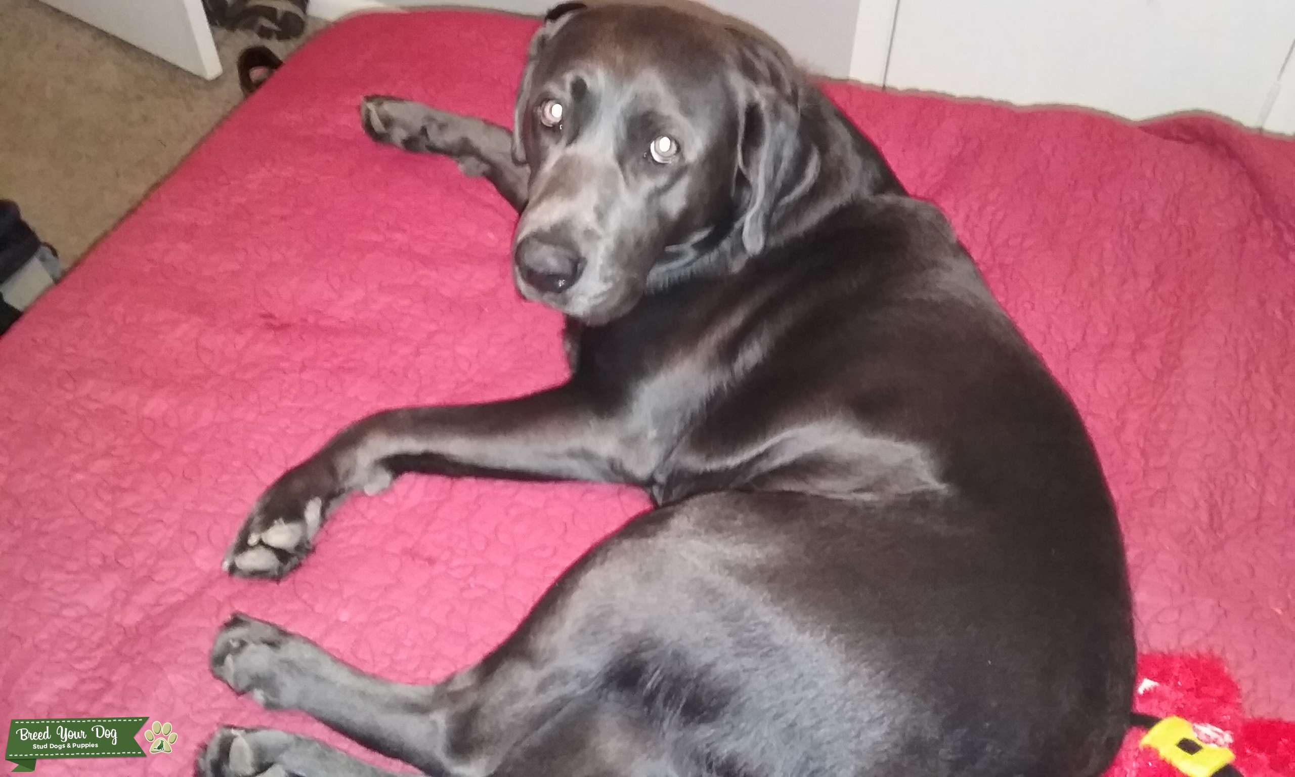 Stud Dog Charcoal Labrador Retriever Stud Breed Your Dog