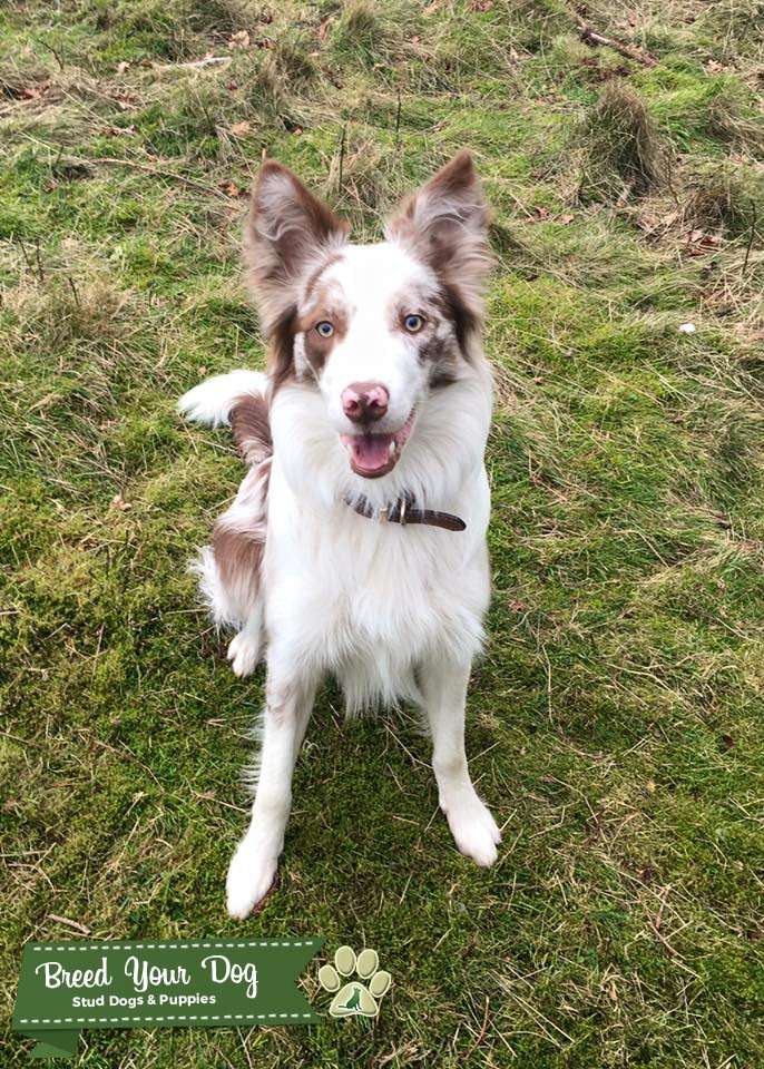 Stud Dog Handsome Red Merle Border Collie Breed Your Dog