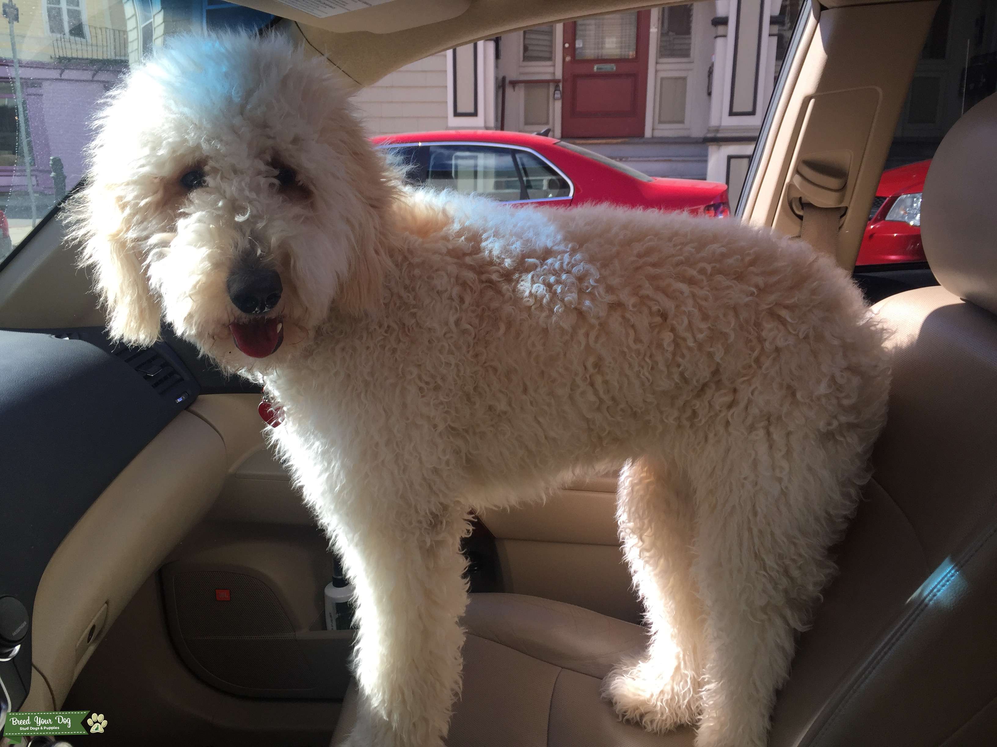 Stud Dog Cream Female Labradoodle F1B from Boston Massachusetts Breed Your Dog