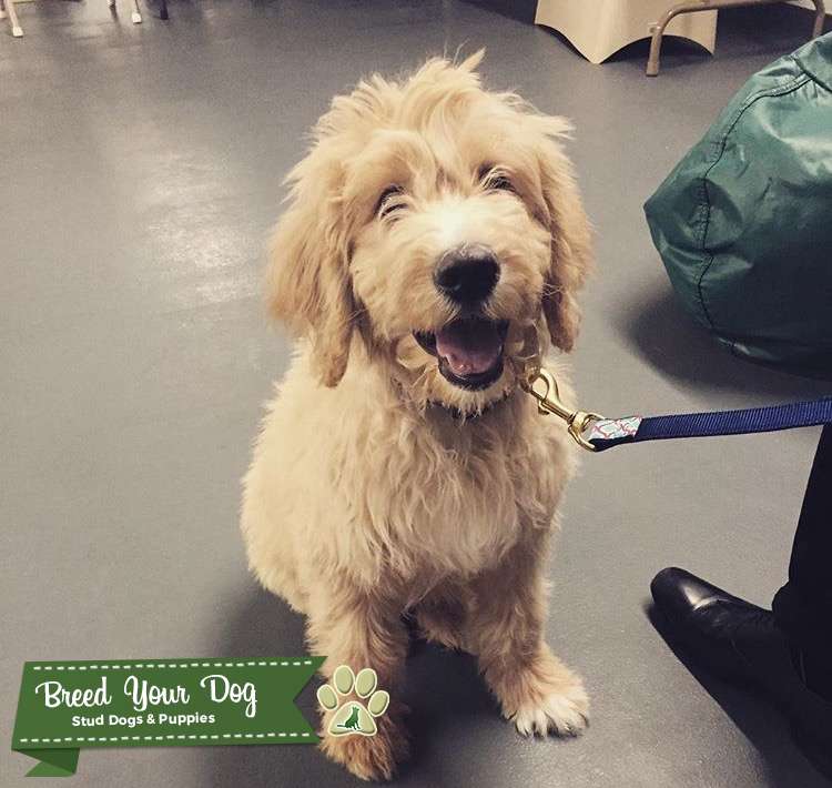 Stud Dog F1 Standard Goldendoodle Breed Your Dog